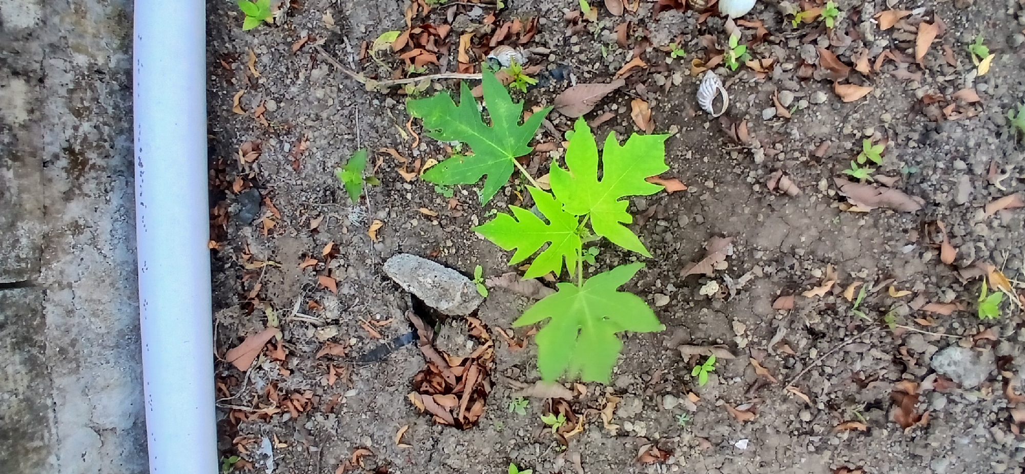 The image shows a close-up, overhead view of a young papaya plant growing in soil. The plant has three prominent, bright green leaves with a palmate shape. The soil is a mix of dark earth, small stones, and dry, brown fallen leaves. In the background, a white pipe runs horizontally across the scene, resting on a concrete or stone wall. The overall setting appears to be an outdoor area, likely a garden or yard. The specific location within Pejaten, Indonesia, is not discernible from the visual information alone. No people or specific actions are depicted.