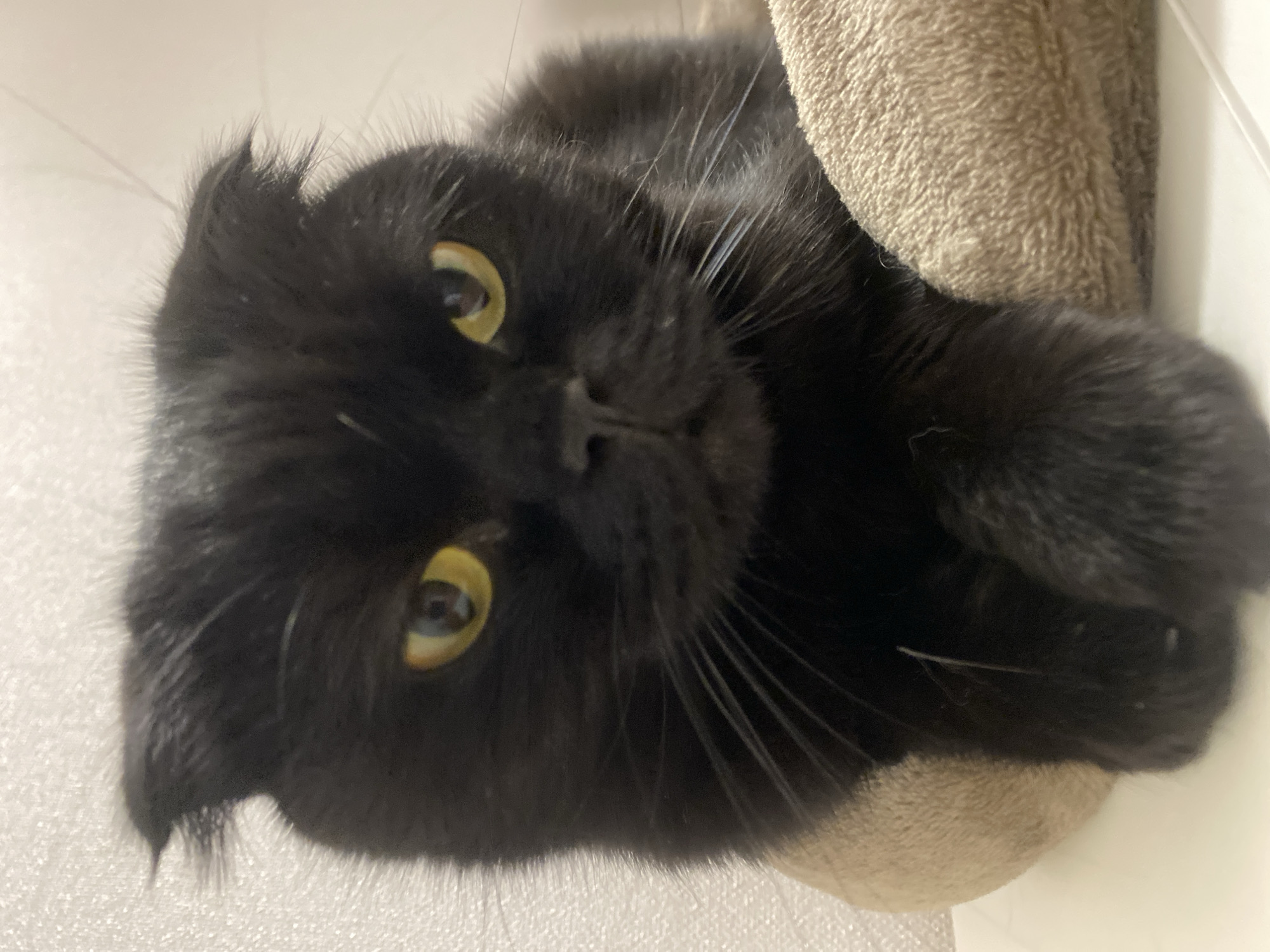 A close-up, eye-level shot captures a black Scottish Fold cat from the chest up, seated on a beige, plush surface, likely a pet bed. The cat's head is tilted slightly downwards and to the right, with its ears folded forward, a characteristic of the breed. Its yellow eyes are wide open and directed towards the viewer, conveying a neutral or slightly curious expression. The background is a textured, light-colored wall, out of focus. The lighting is soft and diffused. The image is sharpest on the cat's face, with a slight blurriness towards the edges and on the plush surface.