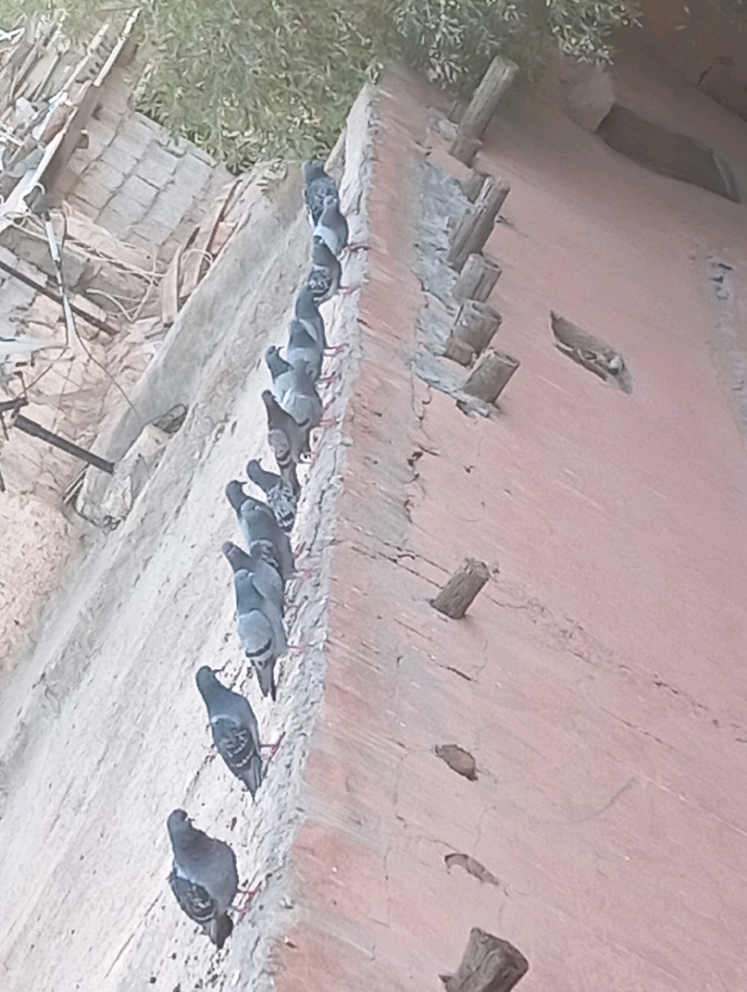 A line of pigeons is perched on a weathered, pink-colored exterior wall. The pigeons, predominantly grey with some darker markings, are arranged in a single file along a rough, horizontal ledge or architectural feature. The wall itself appears to be made of plaster or stucco and shows signs of age and wear, with cracks and discoloration.
In the background, to the left of the wall, a structure with what appears to be wooden beams and possibly some roofing material is visible. Above and behind this structure, there is foliage, suggesting the presence of trees or other vegetation. The overall lighting suggests it is daytime.
The scene is consistent with an urban environment in Marrakesh, Morocco, where such architecture and the presence of pigeons on building exteriors are common. The composition, with the pigeons following the line of the wall, creates a sense of order within a potentially disheveled or aged setting. The image captures a moment of stillness with the birds at rest on the textured surface.