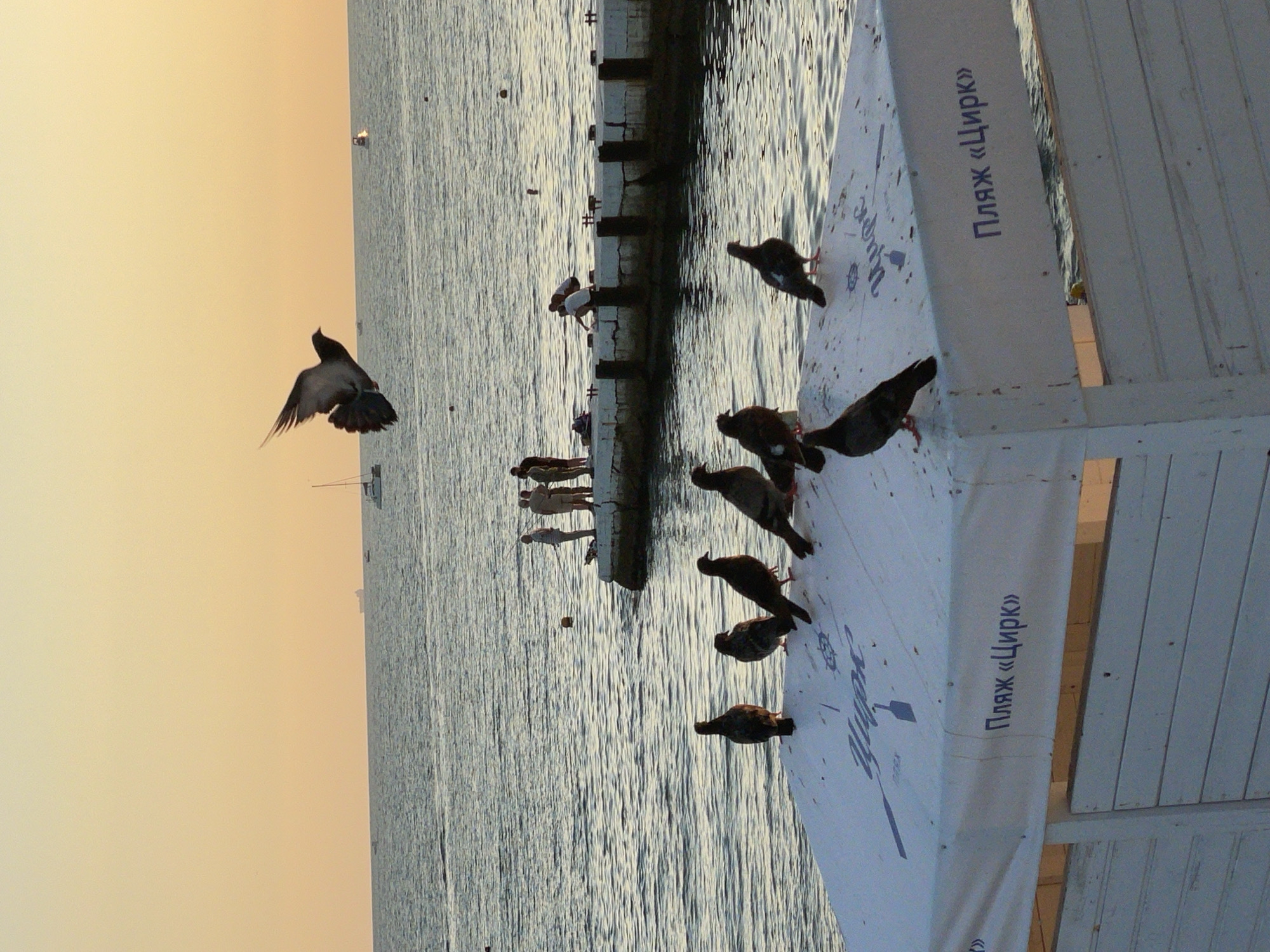 At sunset on a pier near Sochi, Russia, a flock of pigeons congregates. A single pigeon is captured in mid-flight above the water, its wings spread wide. The sky is a soft orange, reflecting on the calm sea. A few boats are visible in the distance. On the pier, several people are standing and fishing, while others are gathered in conversation. The foreground is occupied by a white awning with blue lettering that reads "Пляж «Цирк»" (Beach "Circus"). Several pigeons are perched on the awning.