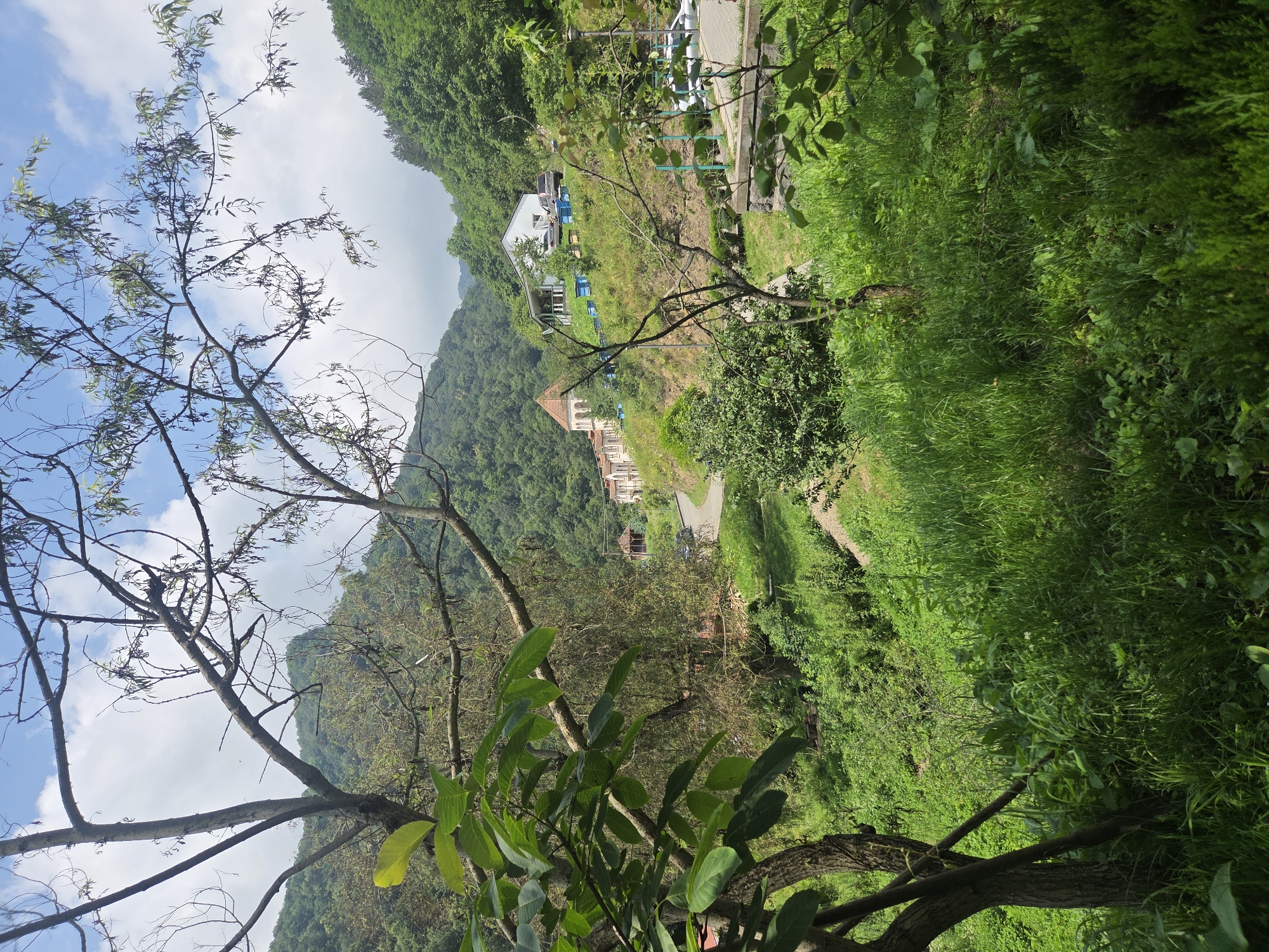 This image depicts a natural landscape with buildings nestled in the background, likely located in the city of Teghut, Armenia. In the foreground, a large tree with bare branches dominates the left side of the frame, with vibrant green foliage extending from its lower trunk. The ground is covered in lush, tall green grass.
Further into the scene, a winding asphalt road is visible, bordered by more greenery. Along this road and up a hillside, several buildings are situated. One building, in the middle ground, is light-colored with a terracotta-tiled roof, and appears to be part of a larger complex. To its right, a white building with a covered porch and a few cars parked in front is present. Numerous blue beehives are arranged in rows on the grassy slope adjacent to the white building.
In the distance, rolling hills covered in dense green trees rise towards a sky with scattered white clouds. The overall environment suggests a rural or semi-rural setting within a mountainous or hilly region. There are no people visible in the image. The scene is static, depicting a still moment in time.