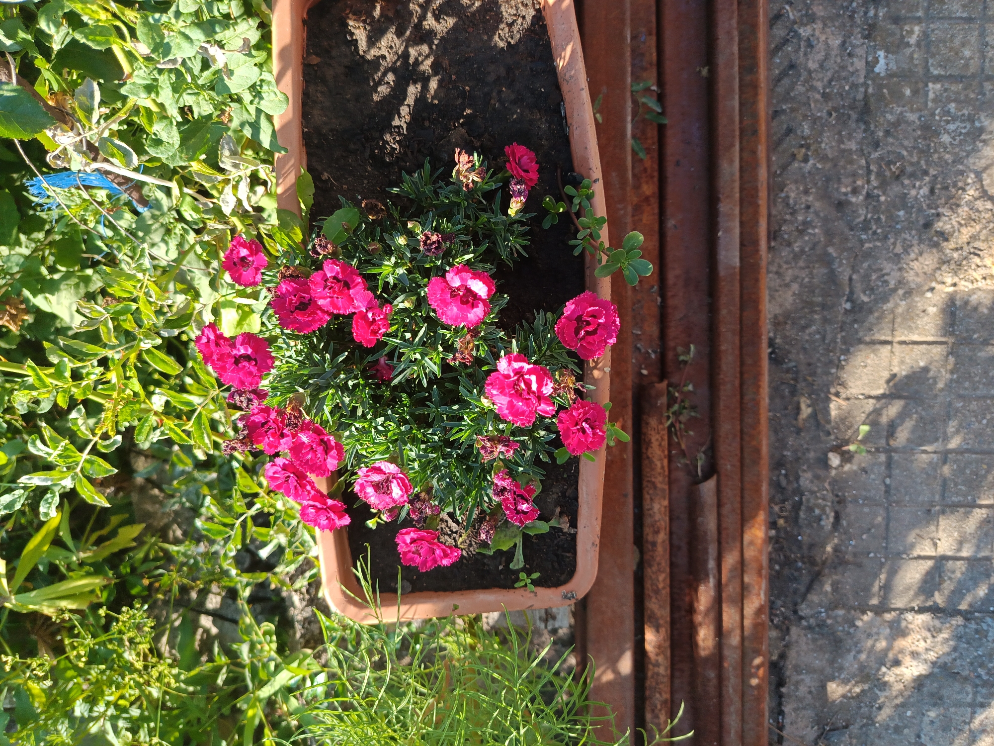 This image depicts a potted plant with vibrant pink carnations, situated outdoors in what appears to be a garden setting. The planter is a rectangular, terracotta-colored container filled with dark soil. The carnations are densely packed, with some flowers in full bloom and others in bud. Surrounding the planter are various green plants, suggesting a garden environment. The planter itself rests on a surface composed of several parallel, weathered, reddish-brown metal bars, which are in turn situated above a grey, paved surface. Shadows cast by sunlight dapple the scene, indicating it is daytime. The location is identified as Kralev Dol, Bulgaria. There are no people visible in the image, nor any discernible actions or interactions taking place. The scene is static and focuses on the plant and its immediate surroundings.