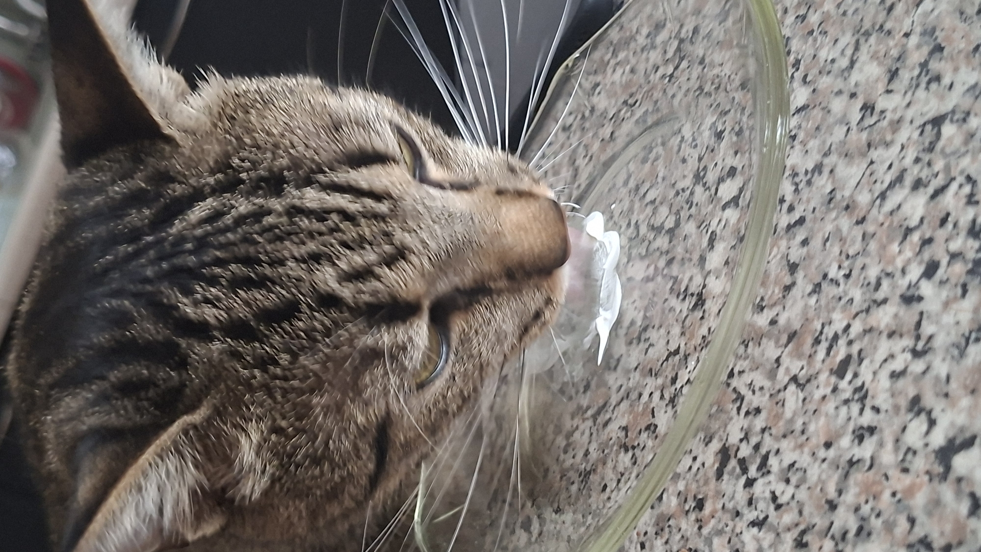 The image shows a close-up of a tabby cat drinking from a clear glass dish. The cat has brown and black stripes and its eyes are yellow. The dish is on a speckled countertop, likely granite. The background is dark and out of focus, but appears to be indoors. There is no indication of the location being in Myadzyel, Belarus.