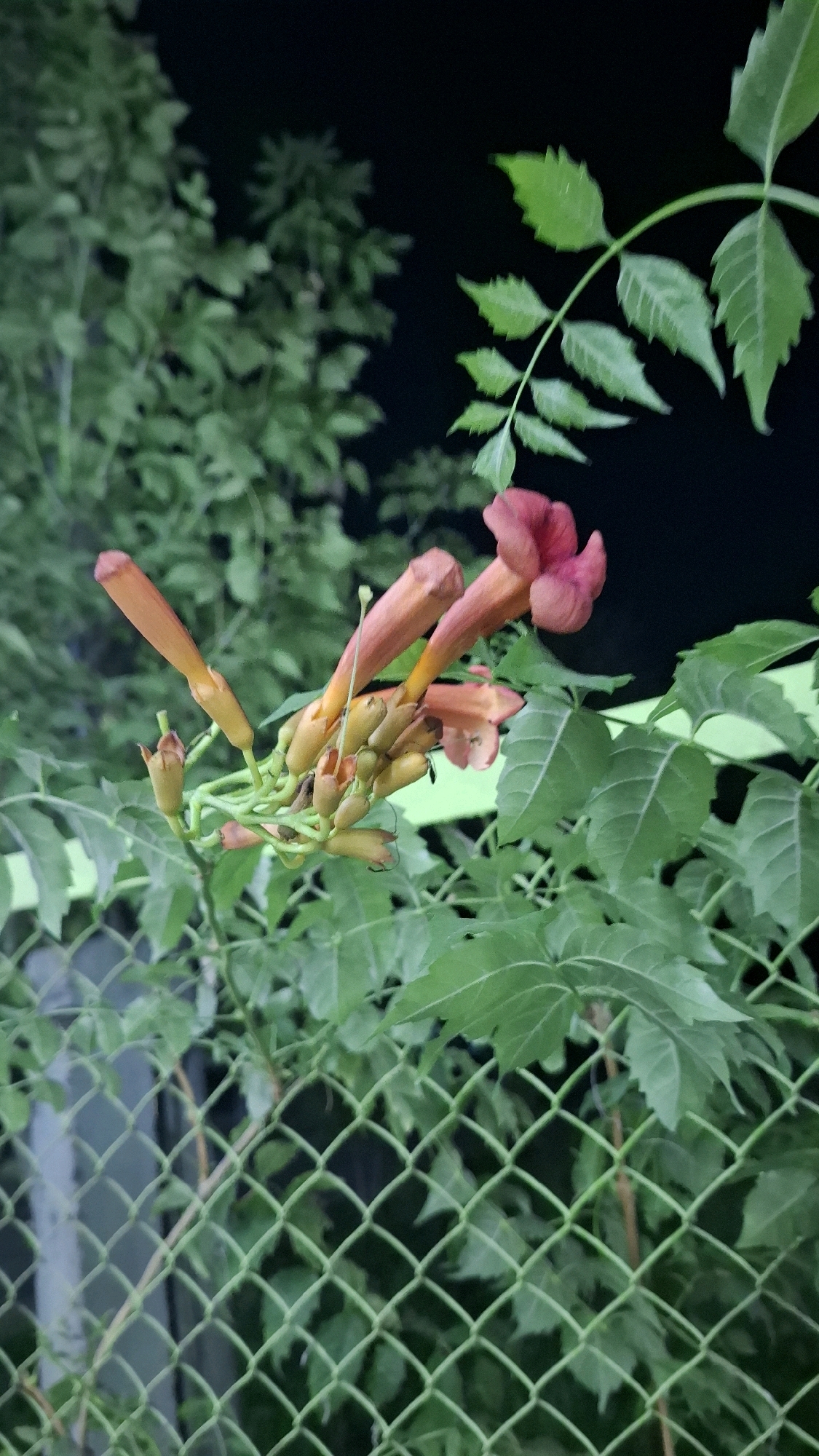 A cluster of trumpet-shaped, orange flowers with green stems and leaves is partially visible in the foreground, against a dark background. The flowers and foliage are growing near a green chain-link fence. The image appears to have been taken outdoors at night. There are no people or animals visible. The overall scene suggests a garden or natural area within the city of Shymkent, Kazakhstan.
