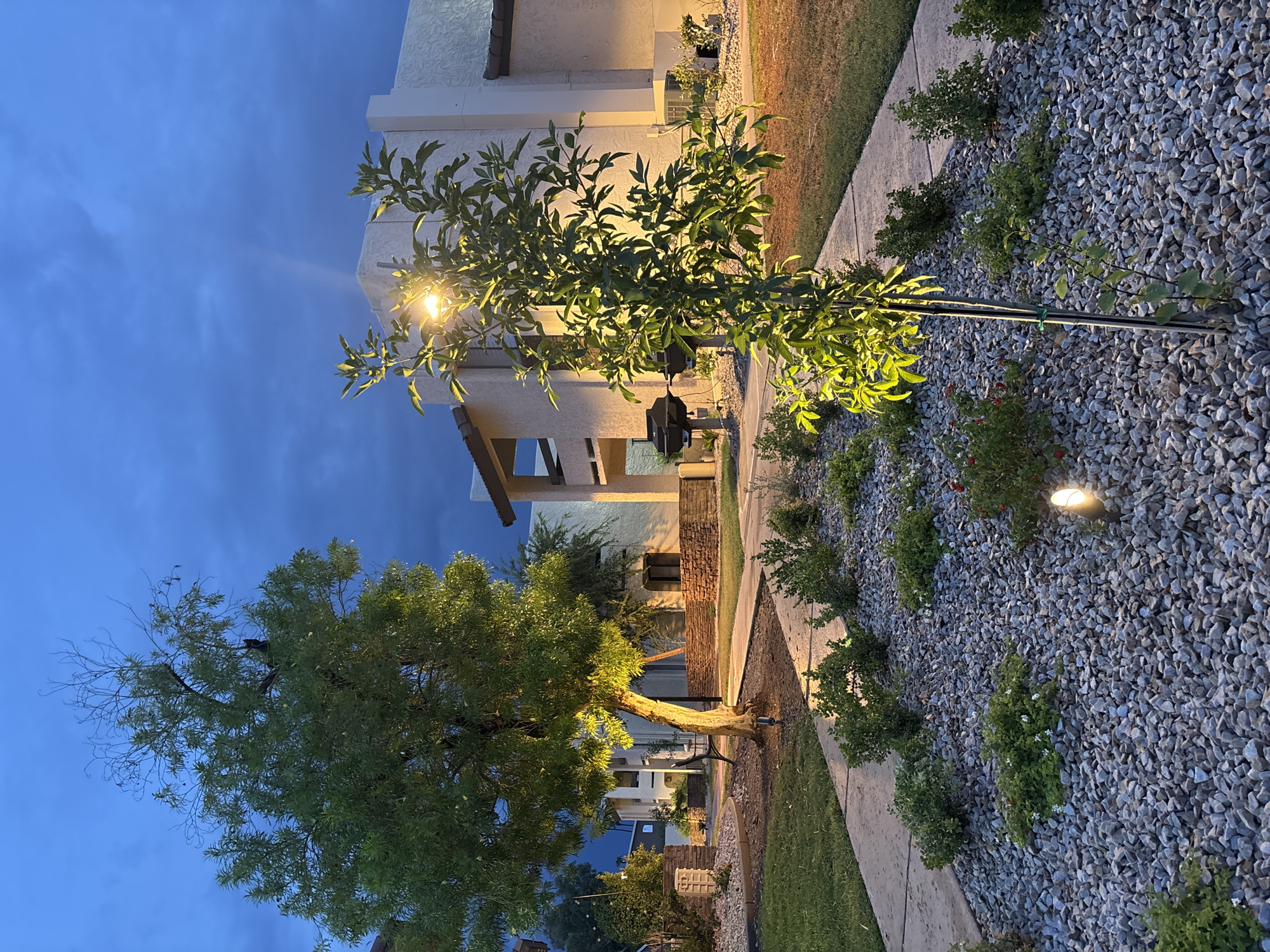 The image depicts an outdoor scene at dusk, likely in a residential area or apartment complex, with warm artificial lights illuminating the landscape and buildings. In the foreground, a pathway made of concrete winds through a garden bed filled with grey gravel and small green bushes. A young tree with bright green leaves stands prominently in the center, its foliage illuminated by a nearby lamp post. To the left, a larger, mature tree with a thick trunk is also lit, casting a warm glow on its branches. Behind the trees and garden, low-rise buildings with stucco exteriors and tiled roofs are visible. The sky is a deep blue, transitioning from twilight. A barbecue grill is situated in the middle ground. In the upper left portion of the frame, a dark-colored cat can be seen perched on a branch of the larger tree. The overall impression is one of a tranquil evening setting.