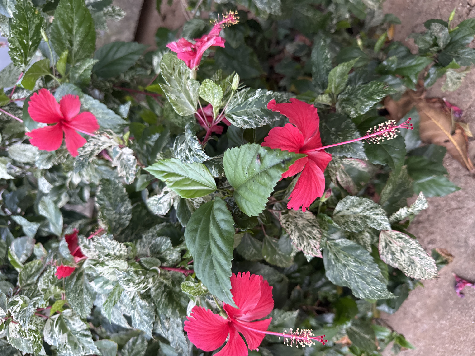The image presents a vibrant hibiscus bush with red flowers and variegated leaves. The leaves display a mix of green and white patches. Several hibiscus flowers are visible, showcasing their prominent stamens. The background includes what appears to be a concrete surface, possibly a sidewalk or patio. Given the mention of Kuta, Indonesia, it's implied this image was taken in a tropical environment, likely in a garden or urban setting within the city. The environment appears humid, supporting the growth of lush, tropical plants like hibiscus.
