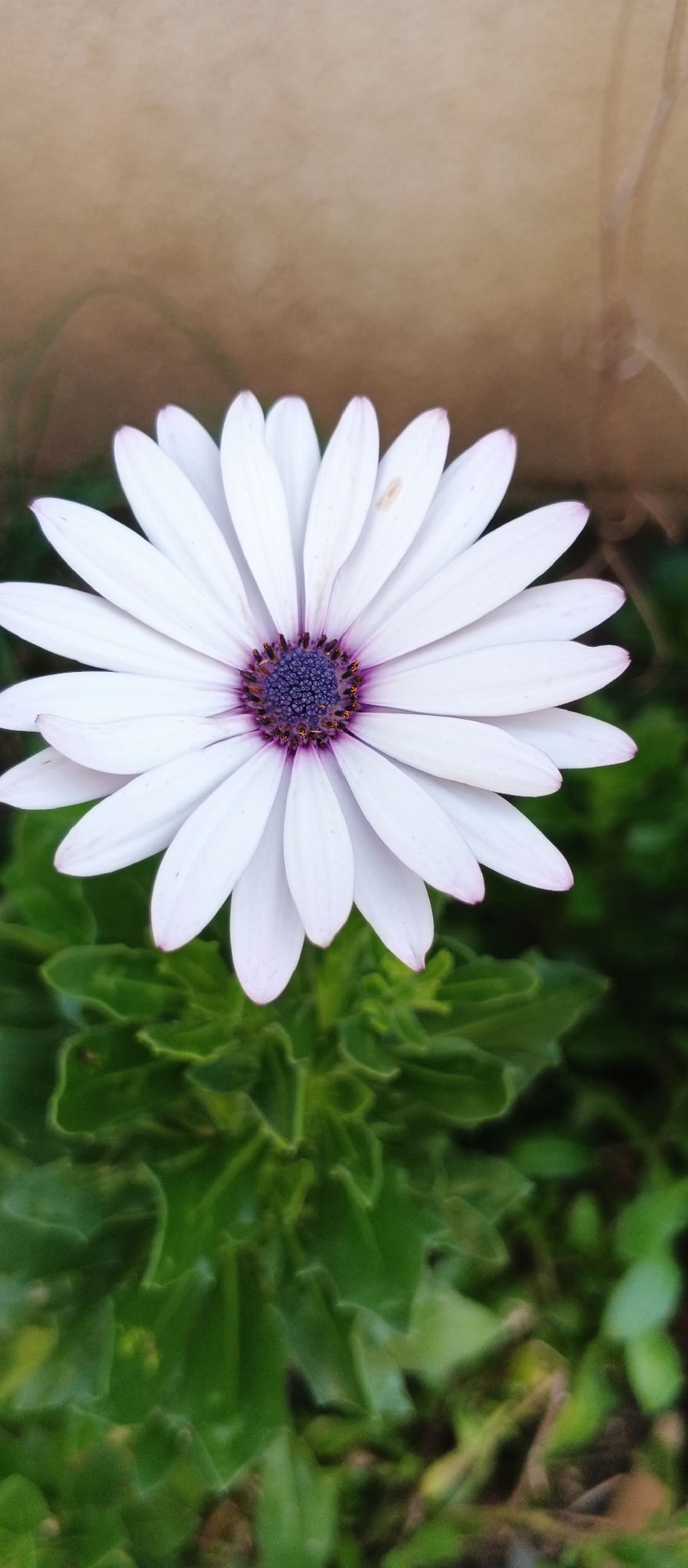 The image is a close-up, vertical, eye-level shot of a white daisy-like flower with a dark purple center, set against a blurred background of green foliage and a tan, textured surface. The flower's petals are white with a subtle pinkish hue at the tips, and they radiate outwards from the central disk florets, which are a deep indigo color with dark brown anthers. The green foliage in the foreground is lush and somewhat ruffled, providing a contrast to the delicate petals of the flower. The upper background is a warm, muted tan color, appearing as a wall or a large object out of focus. No people are present in the image, and no actions or interactions are depicted. The scene is static and focuses solely on the botanical subject. The location is stated to be Berehove, Ukraine, but the visual elements do not provide specific clues to confirm or deny this location; the setting appears to be a garden or a natural outdoor environment.