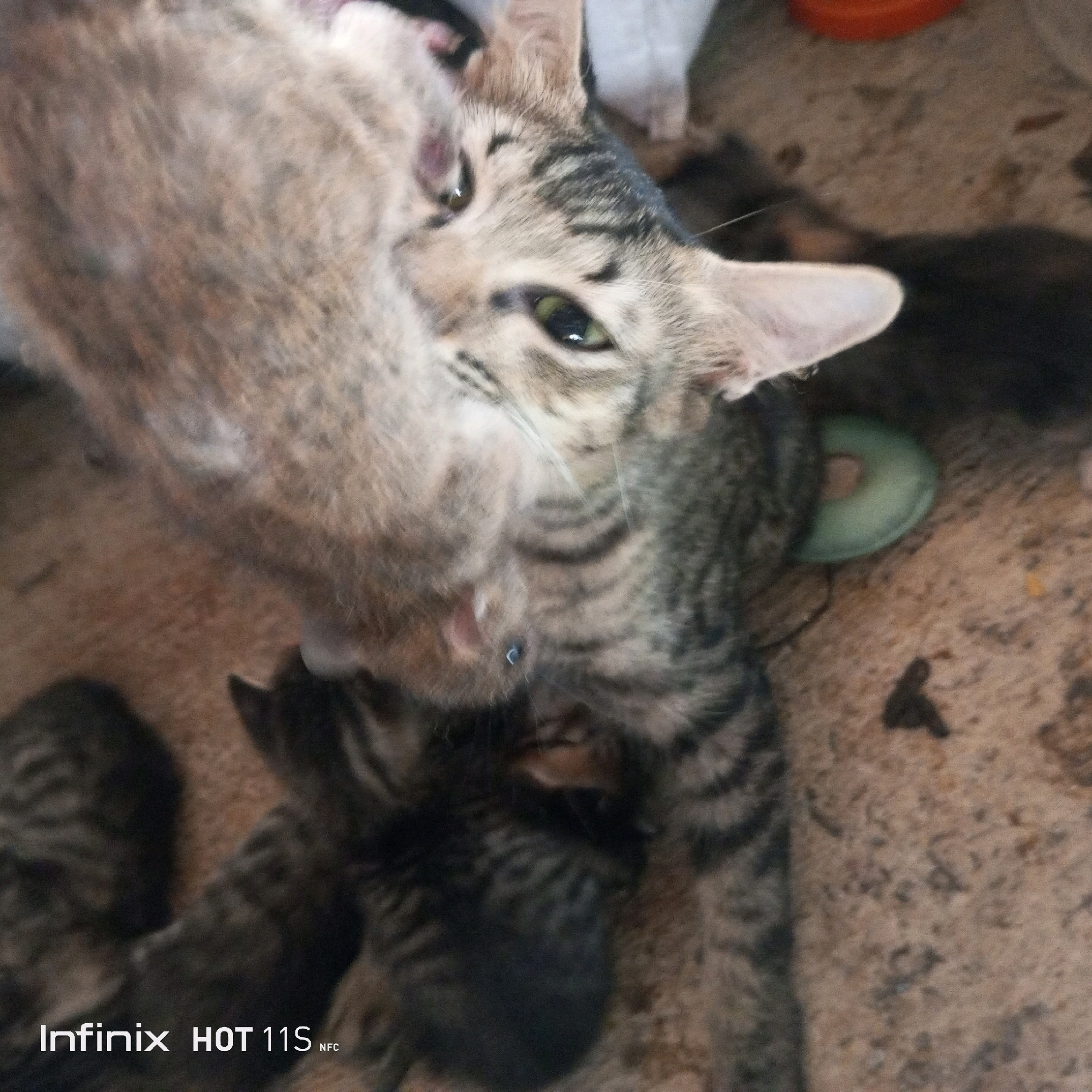A close-up, high-angle shot shows a tabby cat and three kittens on a textured, concrete-like surface. The mother cat, on the right, is partially obscured by a kitten feeding from her underbelly, visible on the left. The kittens are striped black and brown, with the one on the left being the most visible. The mother cat has green eyes and is looking forward. A light green, ring-shaped object, possibly a toy, is situated to the right of the mother cat. The background is out of focus, with hints of a brown and gray mottled pattern. The bottom left corner displays "Infinix HOT 11S NFC." The scene appears to be in an outdoor environment, likely a public space in Sukaslamet, Indonesia, given the context.