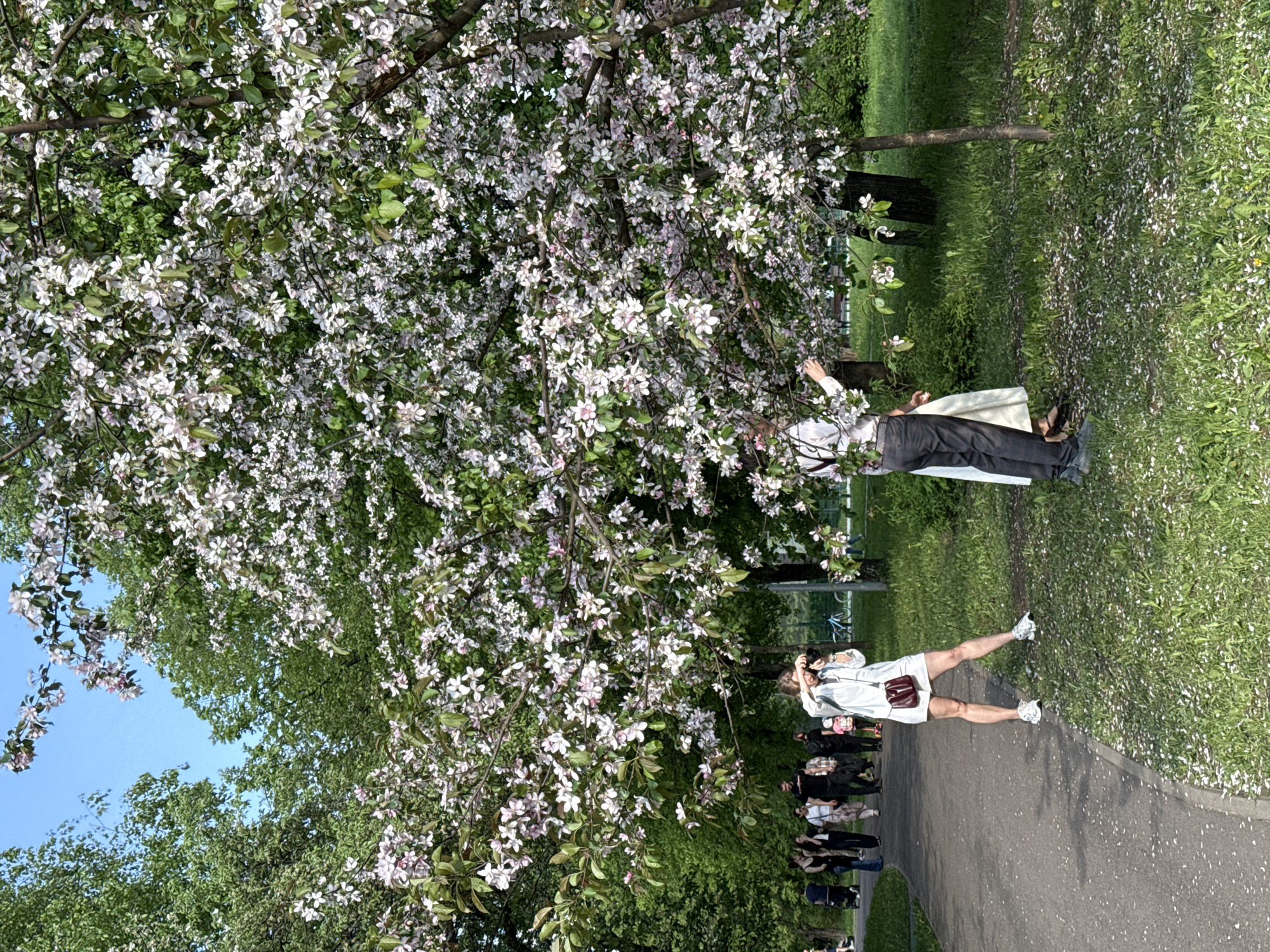 The image shows a park scene in Moscow, Russia, with a flowering tree in full bloom dominating the foreground. The blossoms are white with pinkish hues, filling the tree's branches. Underneath the tree, a couple is posing for a photograph. A woman wearing a white shirt, shorts, and sneakers is taking their picture with a camera. A group of people are walking along a path, some closer to the camera than others. The ground is covered with grass, scattered with fallen petals from the tree. A paved path stretches into the distance. The sky is visible through the branches, revealing a clear blue hue.