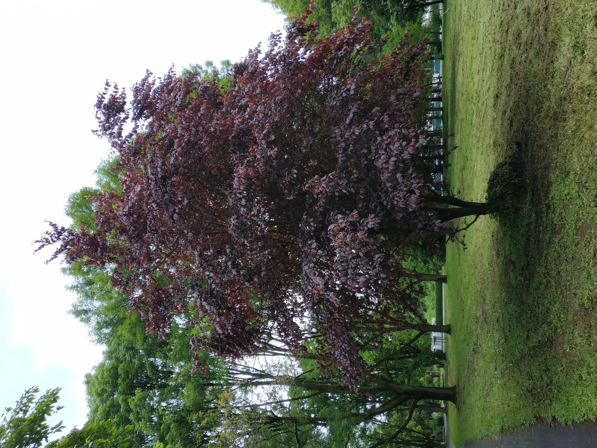 The image shows a copper beech tree in a park. The tree has dark red leaves and is positioned in the center-left of the frame. Behind it are green trees and the sky is overcast. To the right of the copper beech is a grassy area with a darker strip where the grass has been recently cut. The location is a park in Dortmund, Germany.