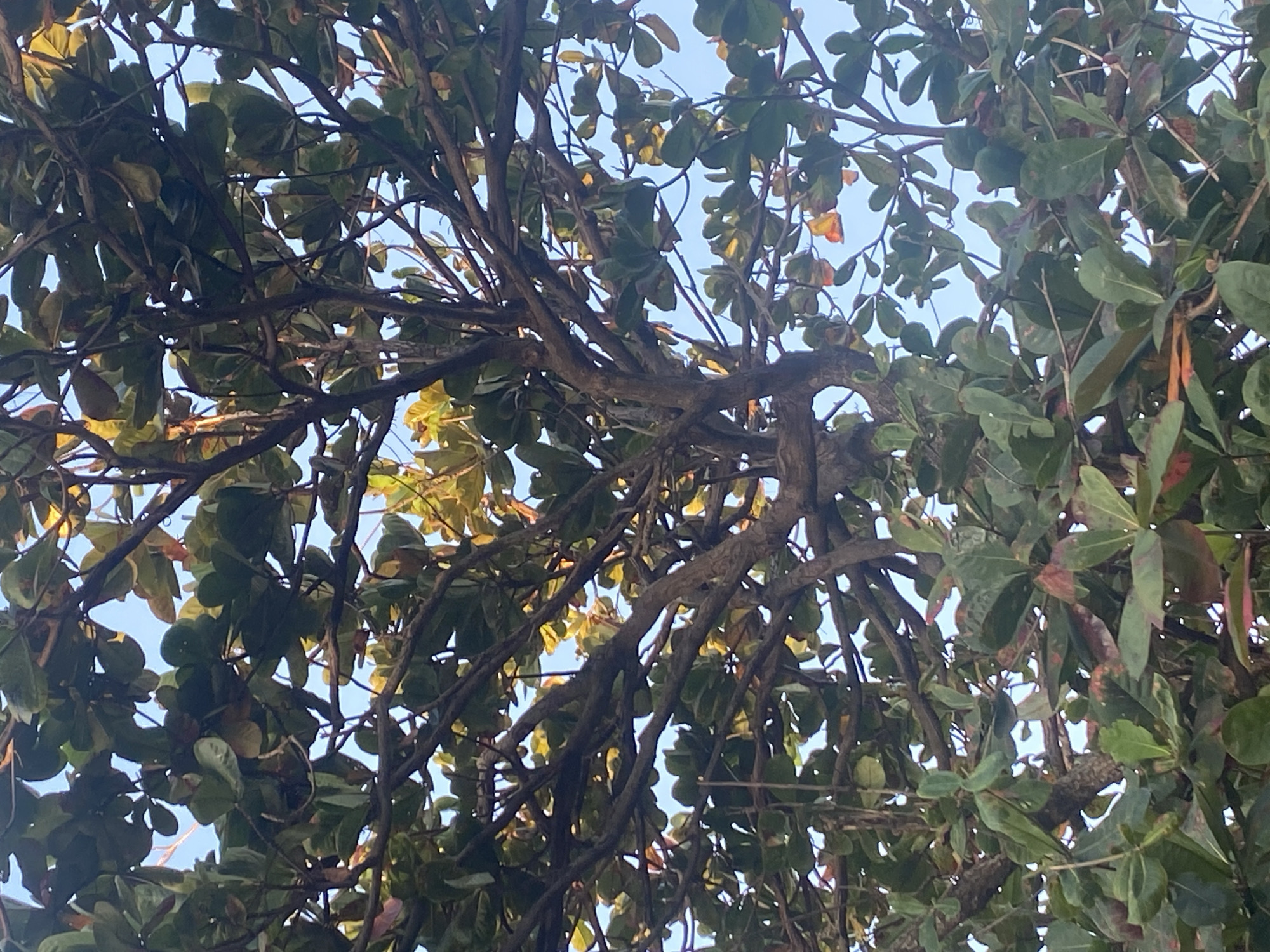 The image depicts a close-up view of a tree with dense foliage against a clear blue sky. The leaves are primarily green, with some showing hints of yellow and reddish-brown, suggesting a possible transition in seasons or light conditions. The branches of the tree are dark brown and intricate, forming a complex network that supports the leaves. The lighting appears to be natural, with sunlight filtering through the leaves, creating highlights and shadows. The overall scene is natural and organic, focusing on the textures and patterns of the tree's structure and leaves. There are no people or man-made objects visible in this image, implying a natural or park-like setting.