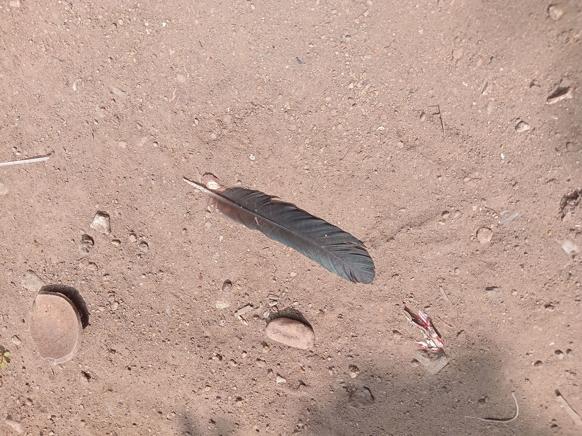 A dark, iridescent feather lies on sandy soil, its barbs fanned out. To the left of the feather, a light-colored oval stone rests on the ground. Further to the left and slightly up from the stone is a half of a coconut shell, also resting on the soil. The soil is dry and dusty, scattered with small pebbles and debris, including a piece of crumpled red and white paper near the bottom left corner. The scene appears to be outdoors, likely in a natural or semi-natural environment. The overall lighting suggests it is daytime. There are no people present in the image.