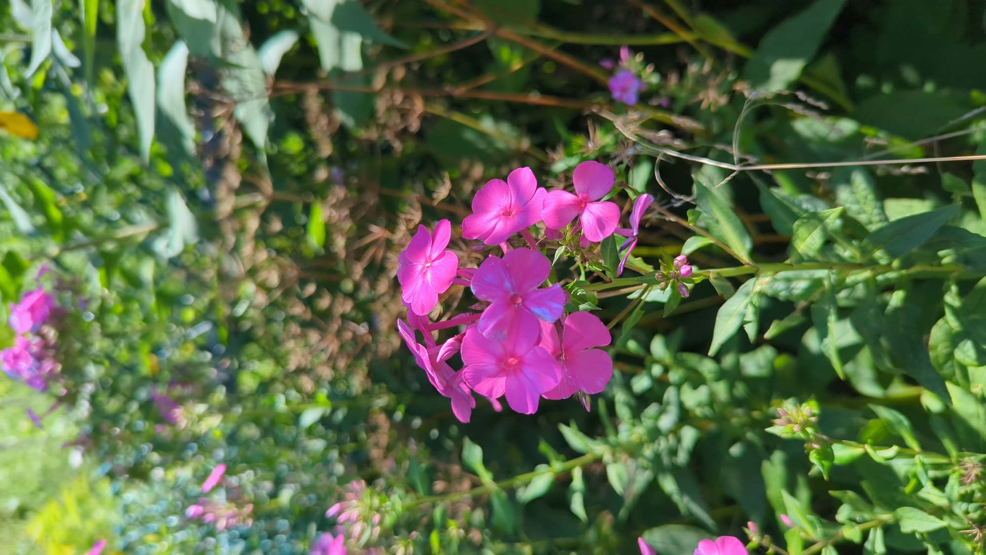 This is a close-up, vertical shot of several bright pink phlox flowers in bloom. The flowers are clustered on thin green stems, with some of the petals showing subtle blue undertones. The background is a blur of green foliage and dried seed heads, suggesting a garden or natural setting. Sunlight filters through the leaves, creating dappled light and bokeh effects. There are no people or animals visible in the image. The image appears to be taken outdoors on a sunny day, likely in a garden or park environment. There is no specific information to indicate the location is Montreal, Canada.