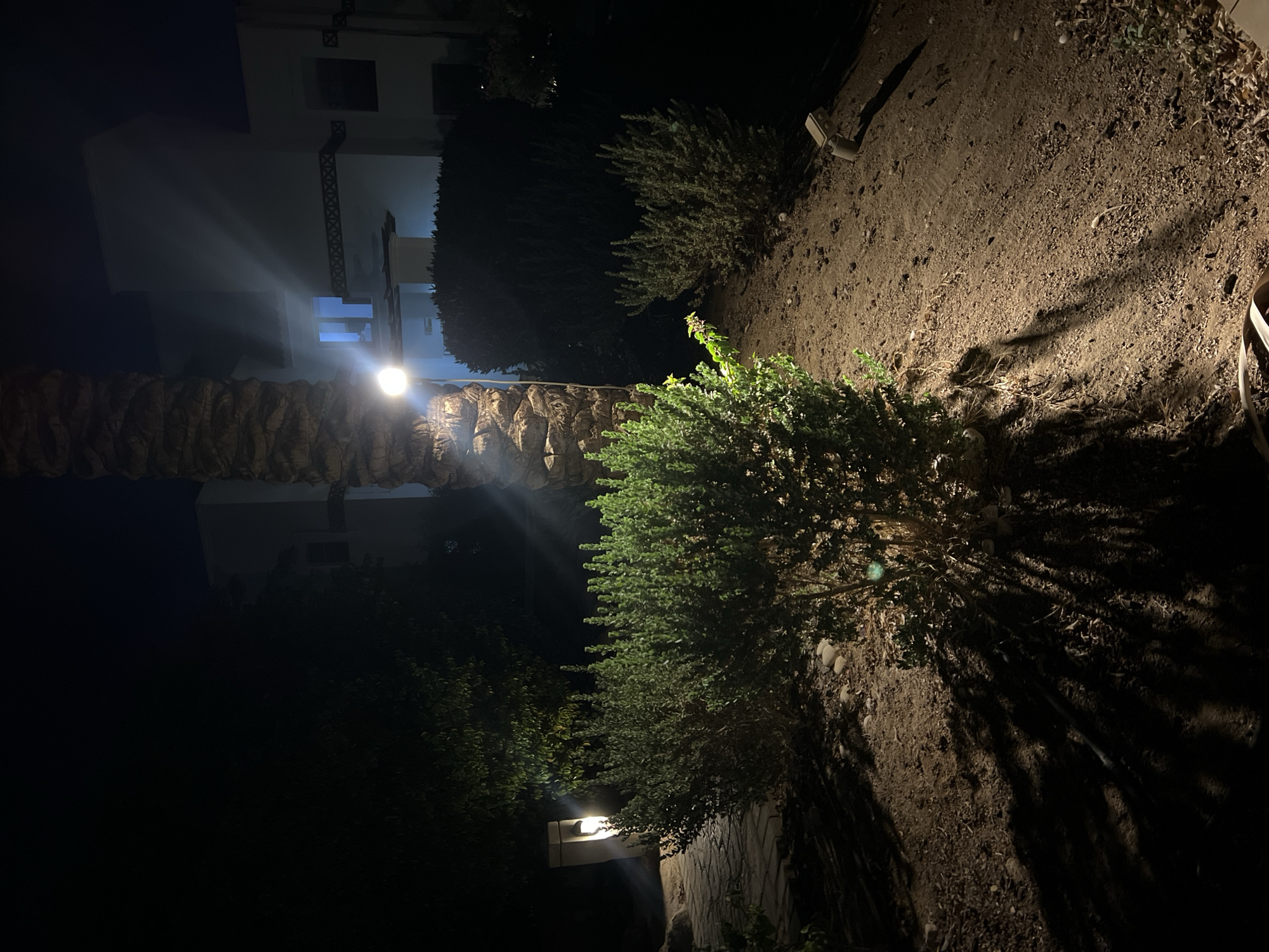 An outdoor nighttime scene in Sharm El Sheikh, Egypt, features a brightly lit palm tree and dense green bushes in the foreground. A pathway made of light-colored stones is visible to the left, with a modern, rectangular outdoor lamp illuminating it. The palm tree, positioned centrally, is illuminated by a spotlight attached to its trunk, casting strong shadows. Behind the palm tree, a white building with windows is visible, with one window emitting a bright blue light, suggesting an interior light source. More dark green bushes are scattered throughout the scene. The ground is covered in dark soil with scattered stones and fallen leaves. The overall ambiance is dark, with artificial lighting creating stark contrasts and shadows.