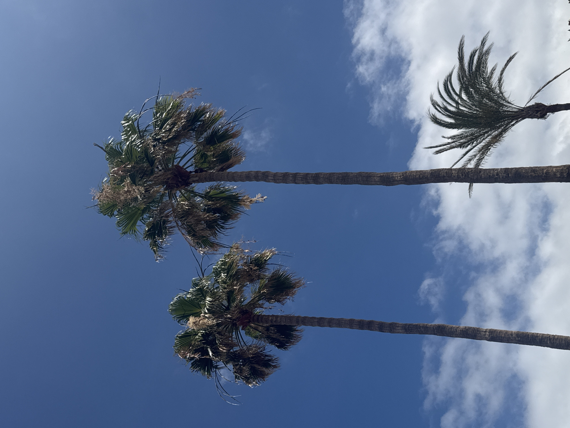 This is a low-angle, full-shot photograph of three palm trees against a bright blue sky with scattered white clouds. The two larger palm trees are in the foreground, positioned to the left and center of the frame. They are tall and slender with rough, textured bark. Their fronds are a mix of green and brown, with some appearing dry and wispy. The palm tree on the left is slightly shorter than the one in the center, and its fronds are more spread out.
A smaller, more mature palm tree is situated to the right of the larger ones, closer to the bottom right corner of the image. Its fronds are a vibrant green and fan out in a distinct pattern. The sky is a deep, clear blue, with the white clouds appearing fluffy and sparse, allowing ample sky visibility. The lighting suggests it is daytime, likely sunny. The scene is characteristic of a warm, coastal environment, such as Playa De Las Américas, Spain. There are no people or animals visible in the frame.