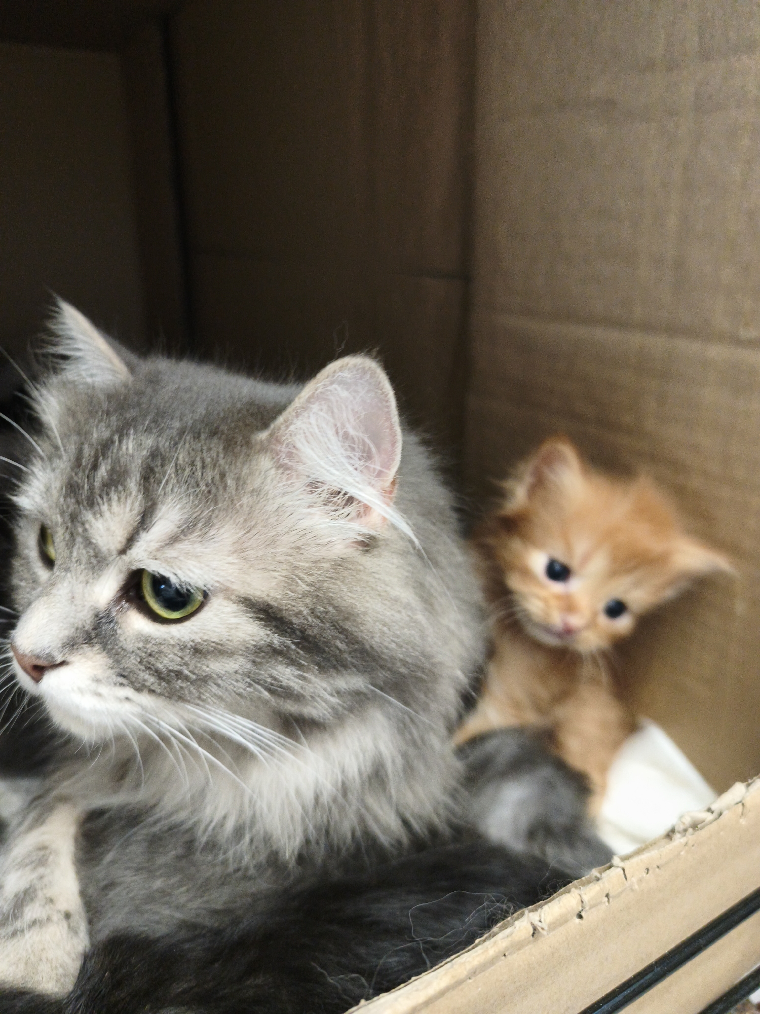A close-up shot shows two cats inside a cardboard box. A large, grey tabby cat is in the foreground, looking to the left with bright green eyes. Its fur is long and fluffy. Partially behind the grey cat and to its right is a small, orange kitten with dark blue eyes. The kitten is looking forward, and its fur is short and fine. The background consists of the brown interior of the cardboard box. The lighting is dim, creating shadows within the box.