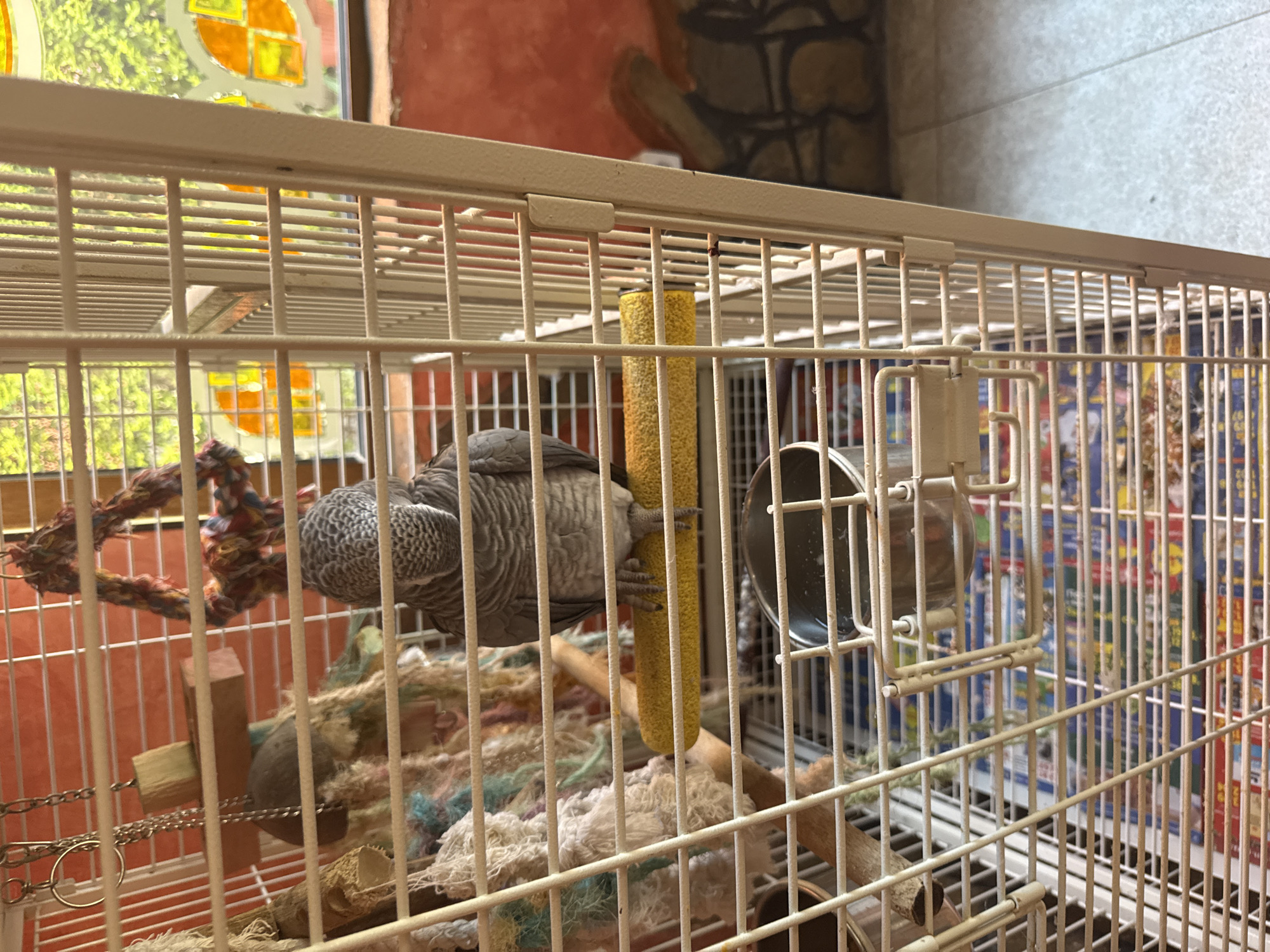 This is a close-up, eye-level, medium shot of an African Grey parrot inside a white metal birdcage. The parrot is facing away from the camera, with its head slightly turned to the left. It is perched on a yellow, textured dowel rod. The cage contains various toys, including ropes and a wooden block, suspended from chains. A metal food or water dish is visible at the bottom of the cage. The background shows an orange wall and a window with colorful stained-glass elements, suggesting an indoor setting. The flooring appears to be light gray tile. The scene is well-lit, and the parrot is the primary subject. The image does not provide any information about the city of Nesebar, Bulgaria.