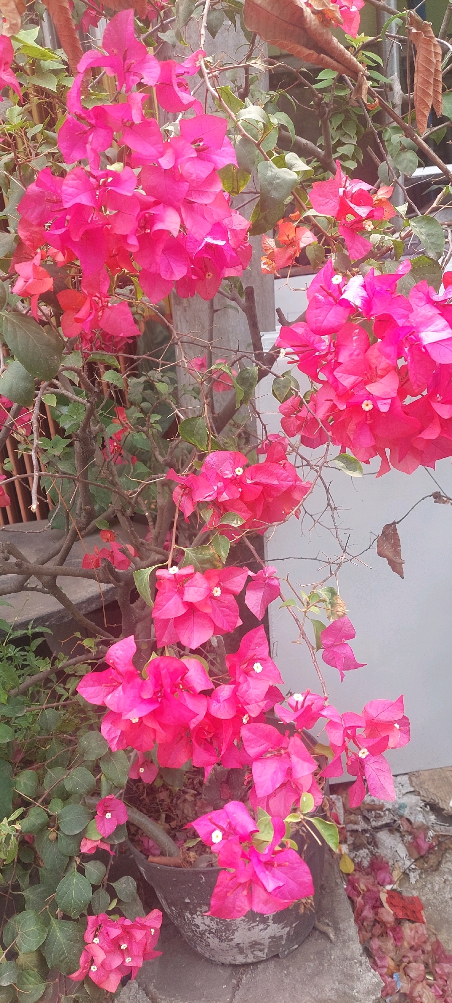 The image depicts a close-up view of a vibrant pink bougainvillea plant with numerous colorful bracts and small white flowers. The plant is situated in a black pot, which appears weathered and textured, resting on a concrete surface. Several dried, brown bougainvillea bracts are scattered on the ground around the pot, suggesting recent shedding. The background includes a textured gray wall, a wooden lattice structure, and green foliage from other plants. The scene is consistent with an outdoor setting, possibly a garden or yard, in Lumajang, Indonesia, where bougainvillea are commonly grown. No people are present in the image, and no specific actions or interactions are observable. The focus is entirely on the botanical subject and its immediate surroundings.