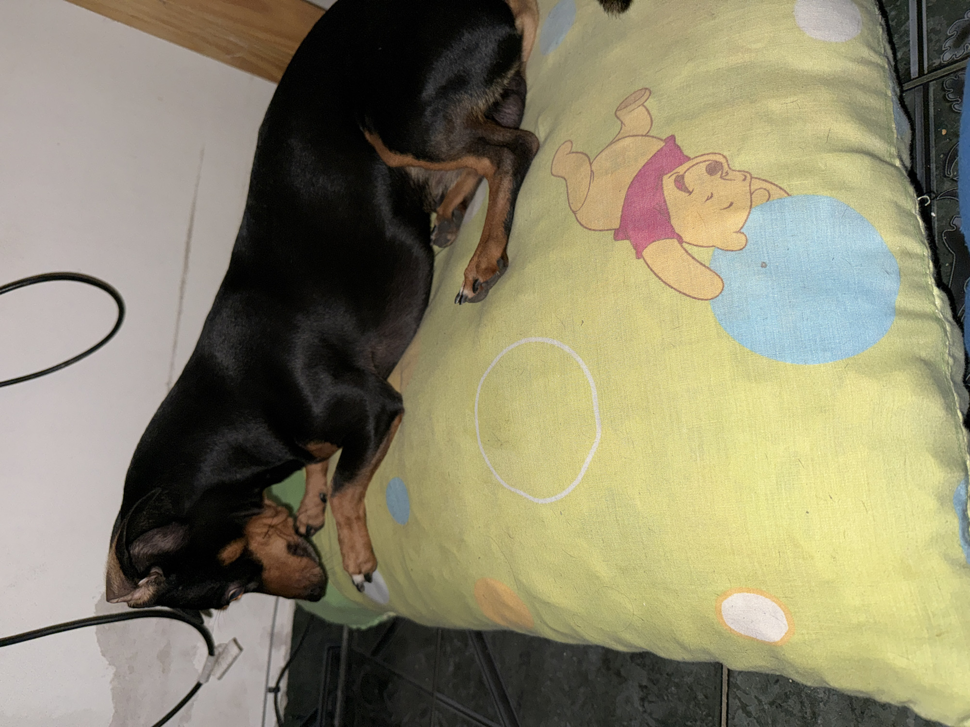 A black and brown miniature pinscher dog is sleeping on a yellow pillow with a Winnie the Pooh design. The pillow has colored polka dots. The background shows a white wall, a black cable, a wooden beam, and a tiled floor. The image was taken indoors. The location is San Fernando del Valle de Catamarca, Argentina.