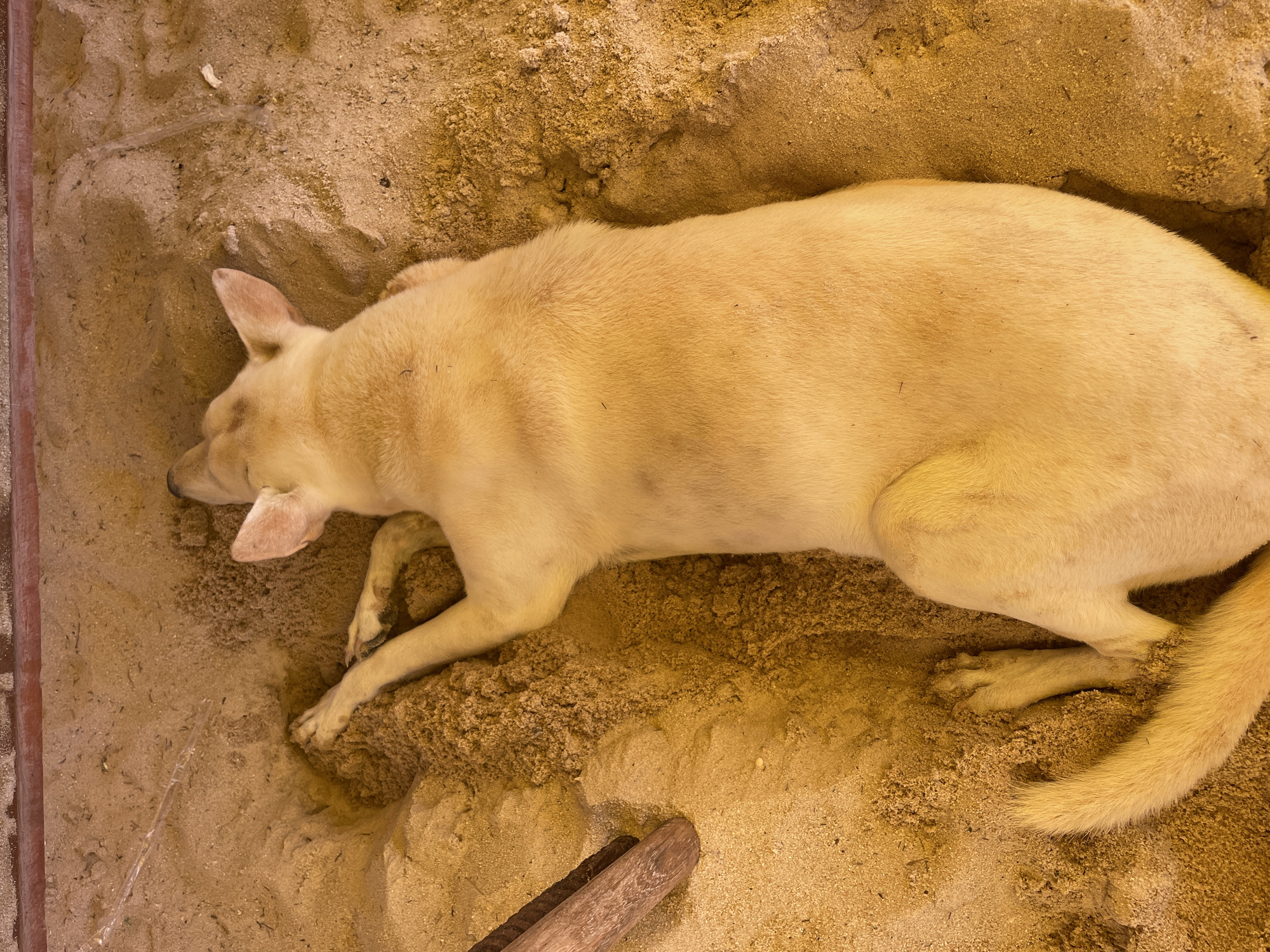 A light-colored dog is lying down on a patch of sand. The dog is positioned on its side with its head toward the left and its tail curled towards the right. A piece of wood is visible in the bottom left corner of the frame. The location is Choeng Thale, Thailand.