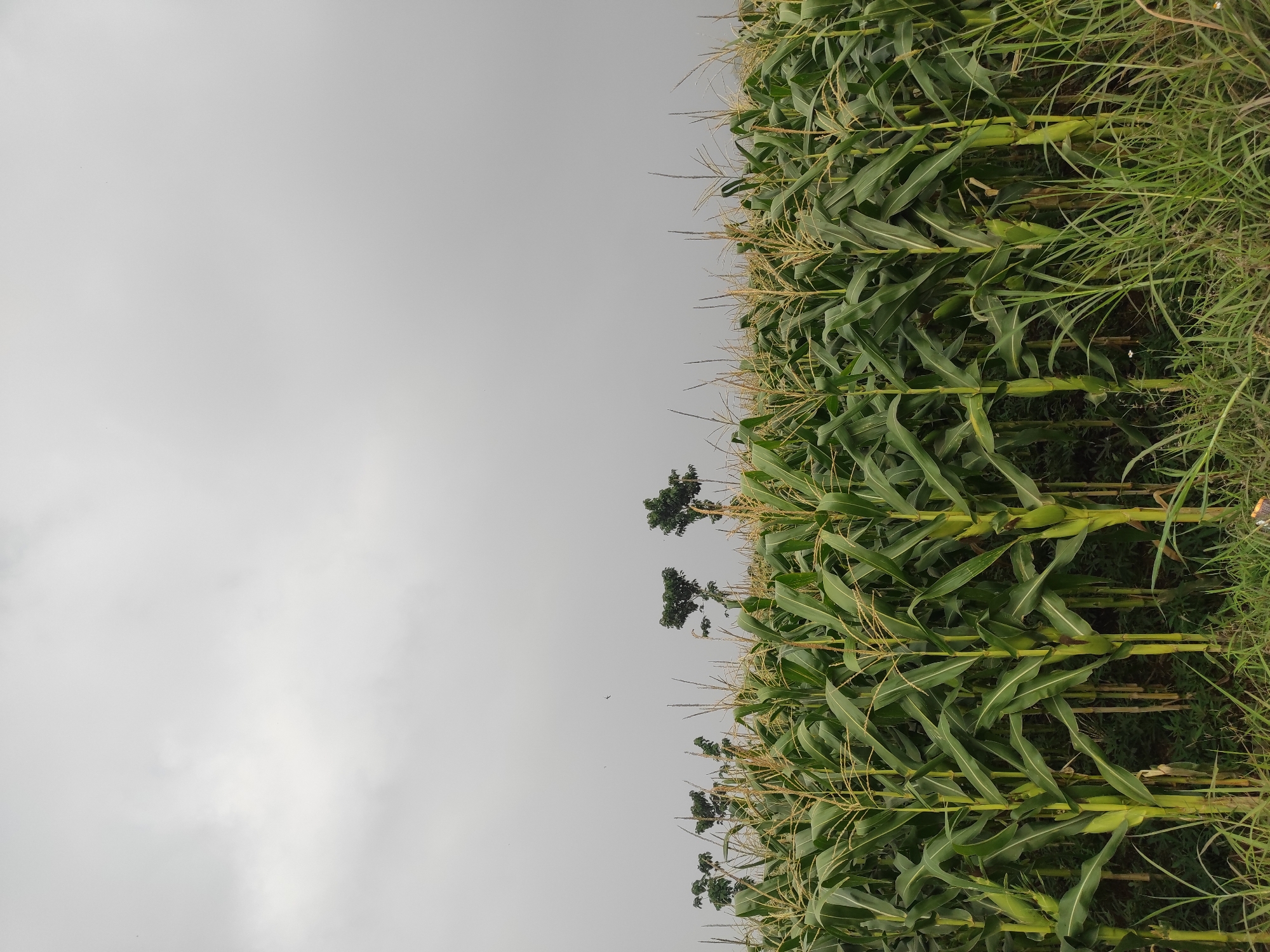 The image depicts a cornfield under an overcast sky. The corn stalks are tall and green, with some showing developing ears of corn. In the background, a few trees are visible, and the sky is a uniform gray. The scene appears to be in a rural or agricultural area, possibly in Sumedang, Indonesia, given the context. There are no people or animals visible in the image. The overall impression is one of a quiet, natural landscape before a potential rain.