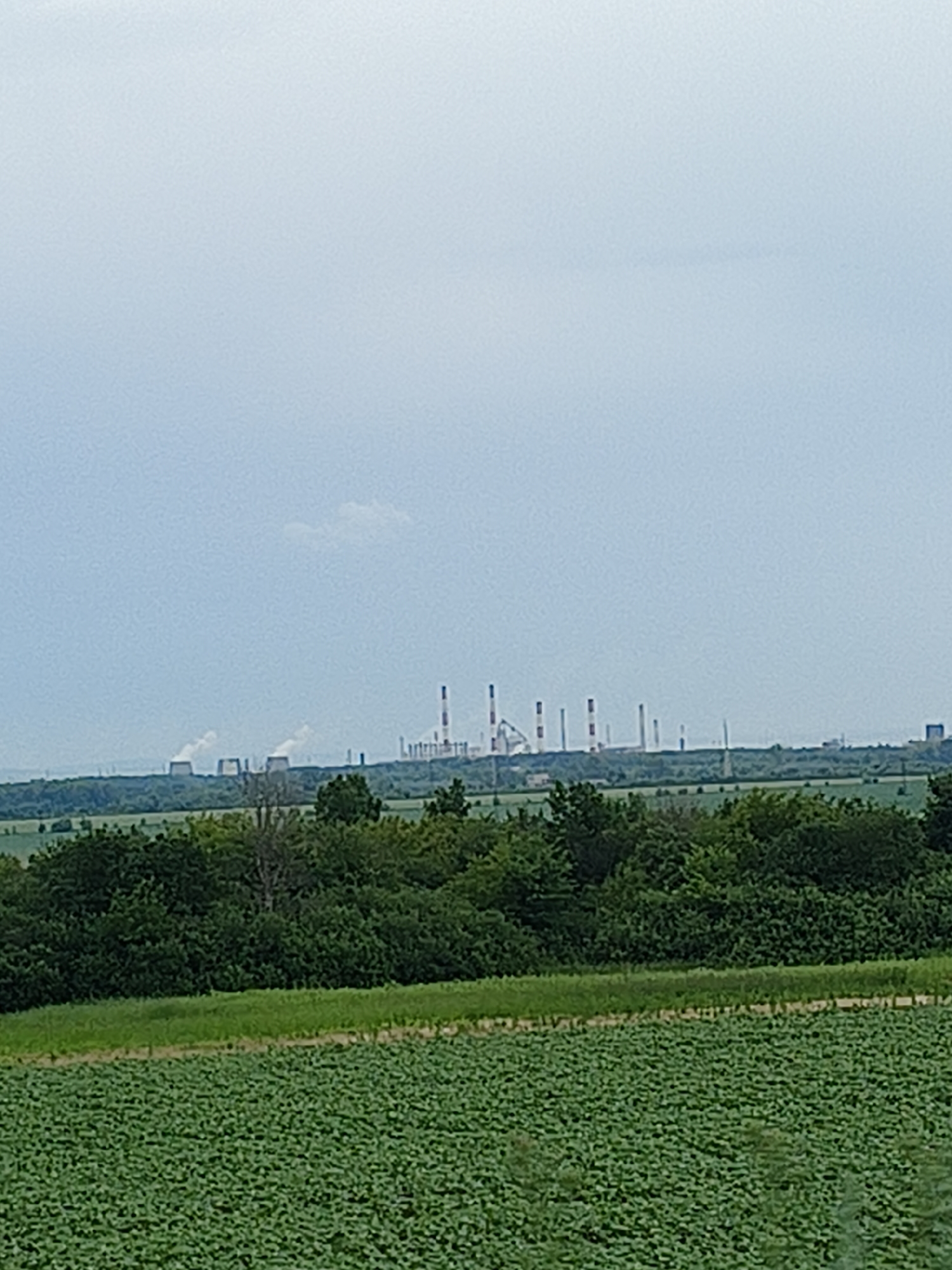 The image shows a wide, low-angle view of an industrial complex in the distance, set against a hazy, overcast sky. In the foreground, a dense green field of crops, possibly sunflowers, occupies the bottom half of the frame. A strip of green grass separates this field from a thick line of trees and vegetation, forming a verdant boundary. Beyond the trees, the industrial landscape unfolds, characterized by numerous tall, slender smokestacks, some emitting plumes of white vapor. The structures vary in height and design, with a few larger, more prominent buildings visible amidst them. The overall impression is one of a vast, somewhat desaturated industrial area encroaching on a rural landscape. The location is identified as Muravei, Russia.