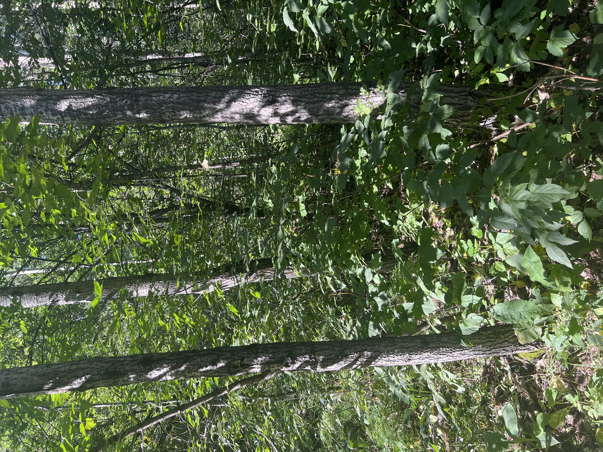 The image shows a dense forest scene, likely in a city park or nature reserve. The primary subjects are trees with rough bark and lush green foliage. The ground is covered in dense undergrowth and fallen leaves. Sunlight filters through the canopy, creating dappled shadows on the trees and the forest floor. The overall impression is one of a natural, uncultivated environment. There are no people or man-made structures visible. This scene is typical of natural wooded areas found in and around cities like Krasnoyarsk, Russia, which boasts numerous parks and forested areas within its boundaries.