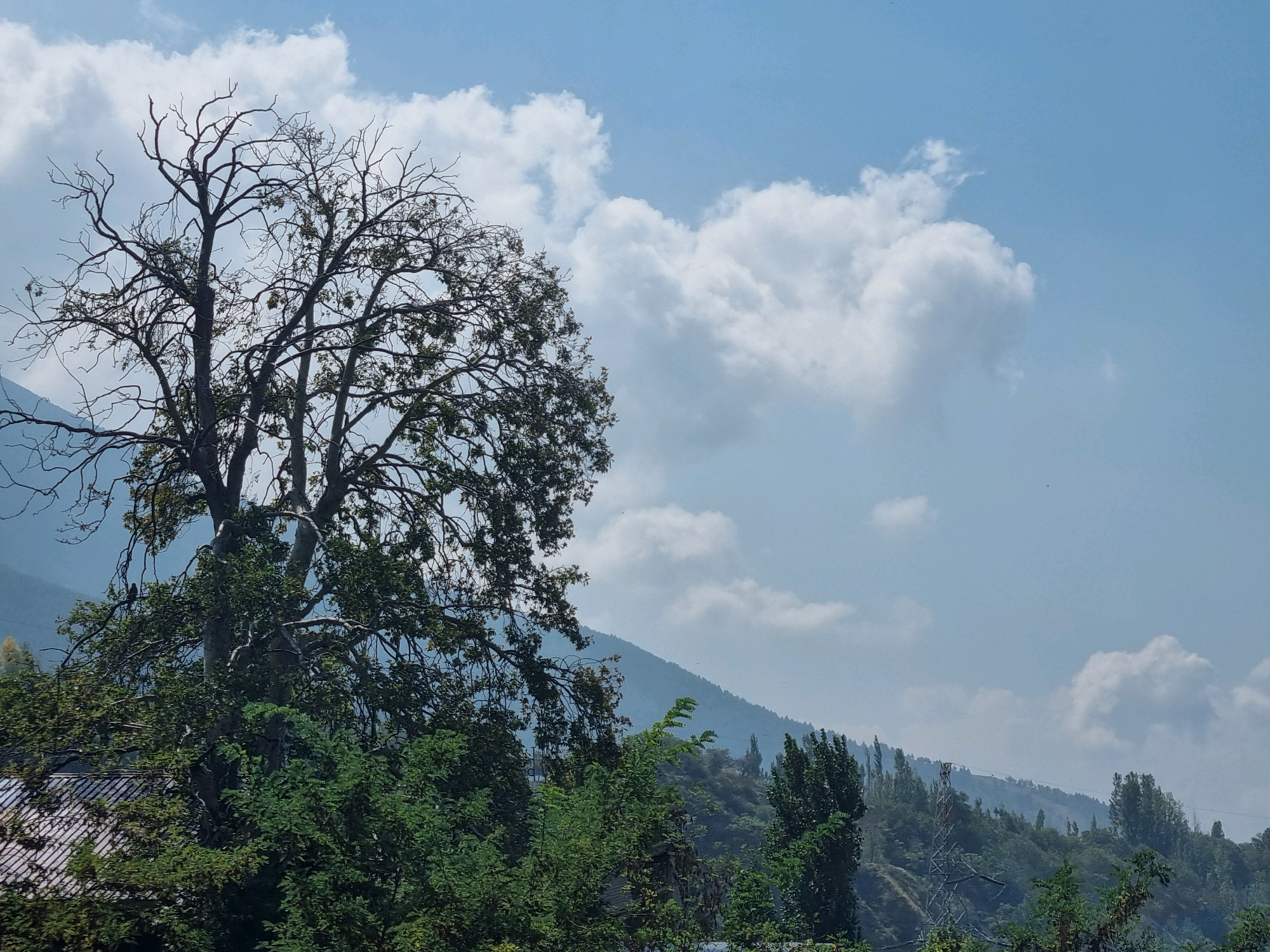 A wide shot captures a serene outdoor scene in Manigam, India, under a hazy, light blue sky dotted with soft, white clouds. A large, old tree with a thick trunk and gnarled branches dominates the left half of the frame, its upper branches appearing bare while the lower parts are adorned with lush green foliage. In the background, rolling hills covered in dense green trees recede into the distance, their slopes softened by the atmospheric haze. A hint of a structure with a patterned roof is visible on the far left, nestled among the trees. The overall impression is one of natural tranquility and the expansive beauty of the landscape.