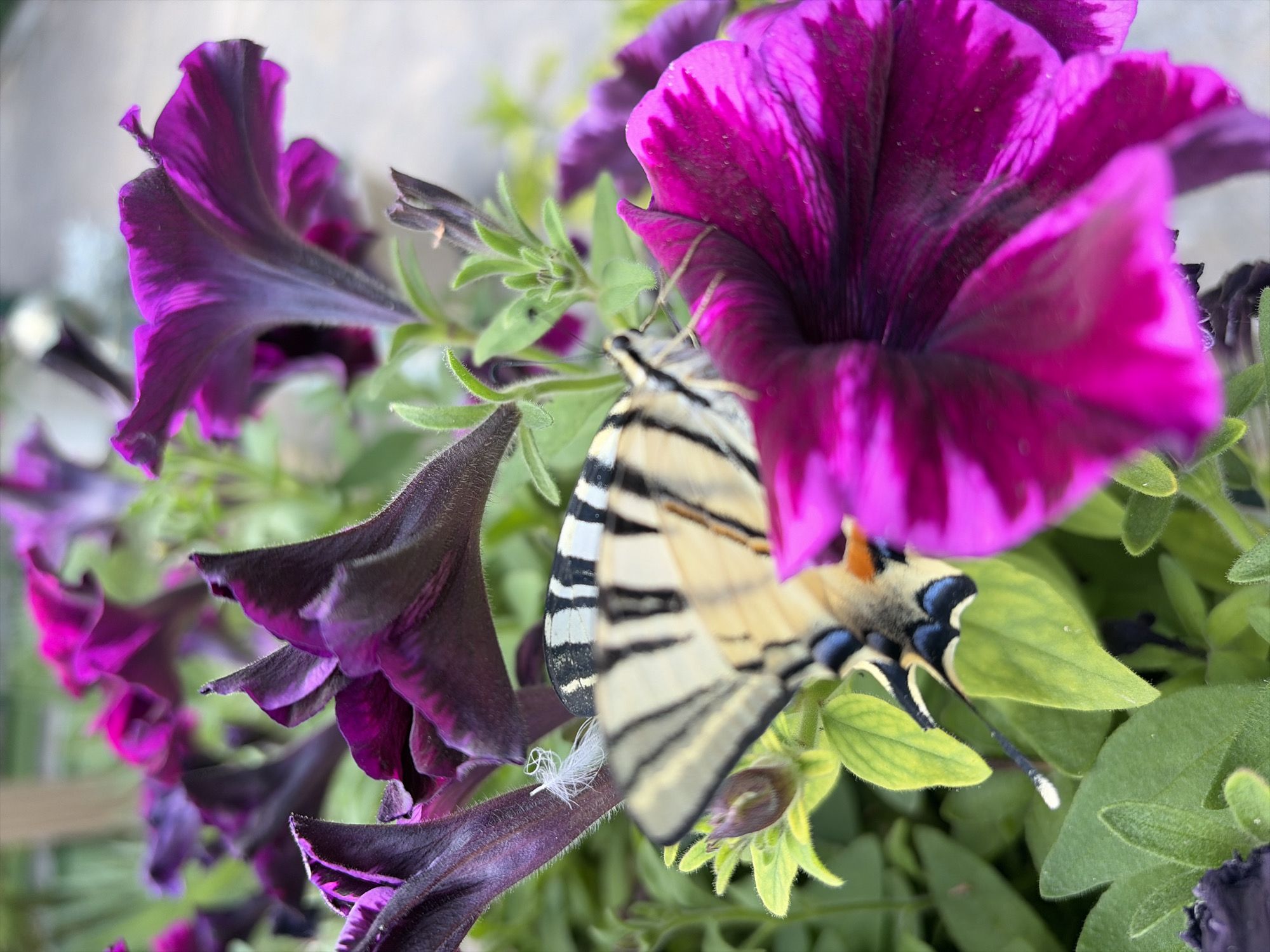 A close-up, eye-level, vertical shot captures a tiger swallowtail butterfly resting on a dark purple petunia flower in Sveti Vlas, Bulgaria. The butterfly's wings are adorned with bold black and white stripes, with hints of blue and orange visible on its body. Its antennae are clearly visible. The petunia flower, with its velvety petals, is in sharp focus in the foreground, while other petunia flowers and green foliage form a blurred background. The lighting suggests it is daytime. The scene is consistent with a garden or park setting in the coastal town of Sveti Vlas.