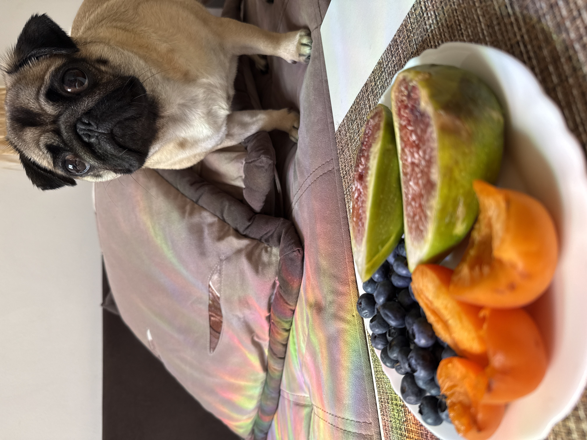 A fawn-colored pug dog is lying on its side, looking up at the camera with a curious expression. The dog has dark brown eyes, a black nose, and wrinkled skin on its face. Its ears are dark brown and stand upright.
In the foreground, a white bowl is filled with fresh fruit. There are blueberries, sliced green figs with red interiors, and bright orange persimmon wedges. The fruit is arranged attractively in the bowl.
The background shows a textured placemat in shades of brown and beige, and a portion of a textured surface that appears to be fabric, possibly upholstery. The lighting suggests it is daytime, with natural light creating colorful reflections on the fabric. The overall scene is casual and domestic. No text is visible.