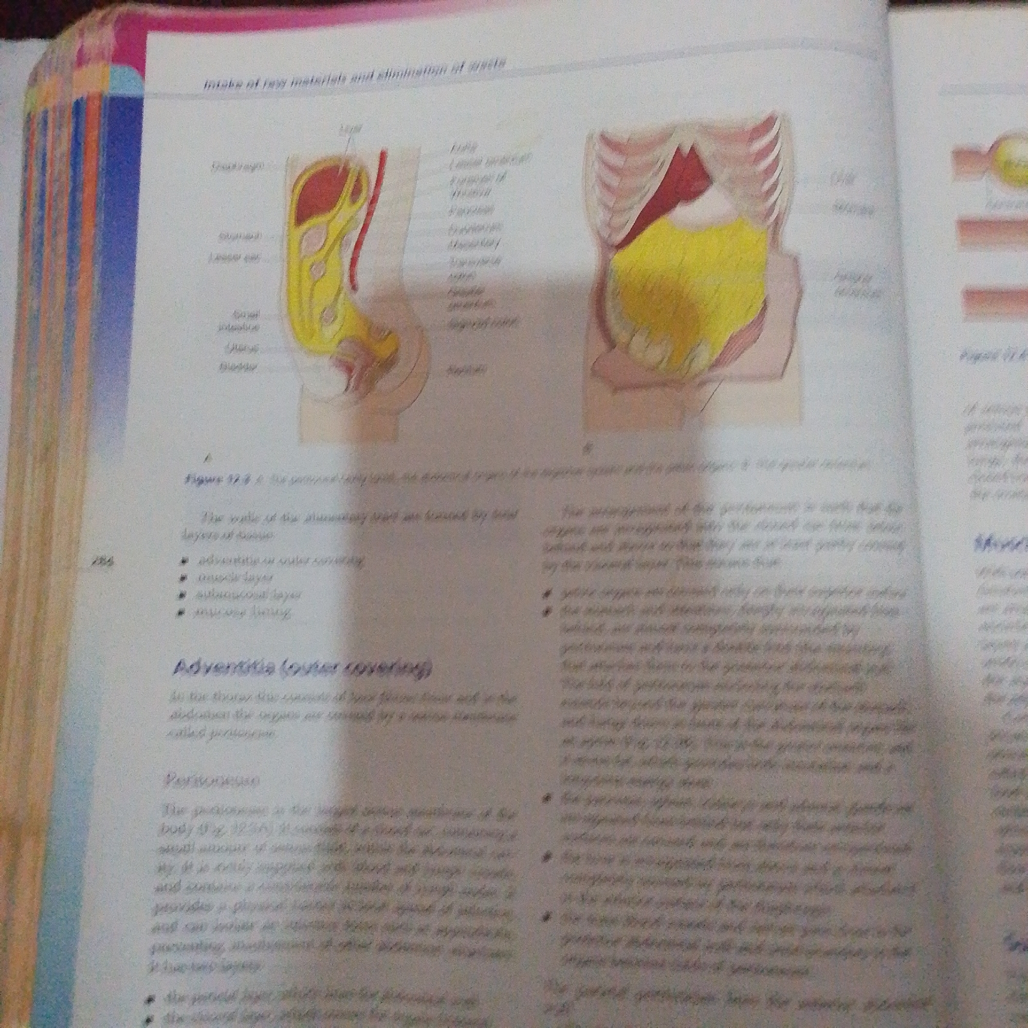 The image provided is a scanned page from a textbook, depicting anatomical illustrations of the human digestive system and abdominal cavity. There are no elements in the image that relate to the city of Jalingo, Nigeria, nor does it contain any forensic or crime-related subject matter. The content is purely educational, focusing on biological diagrams and accompanying text.