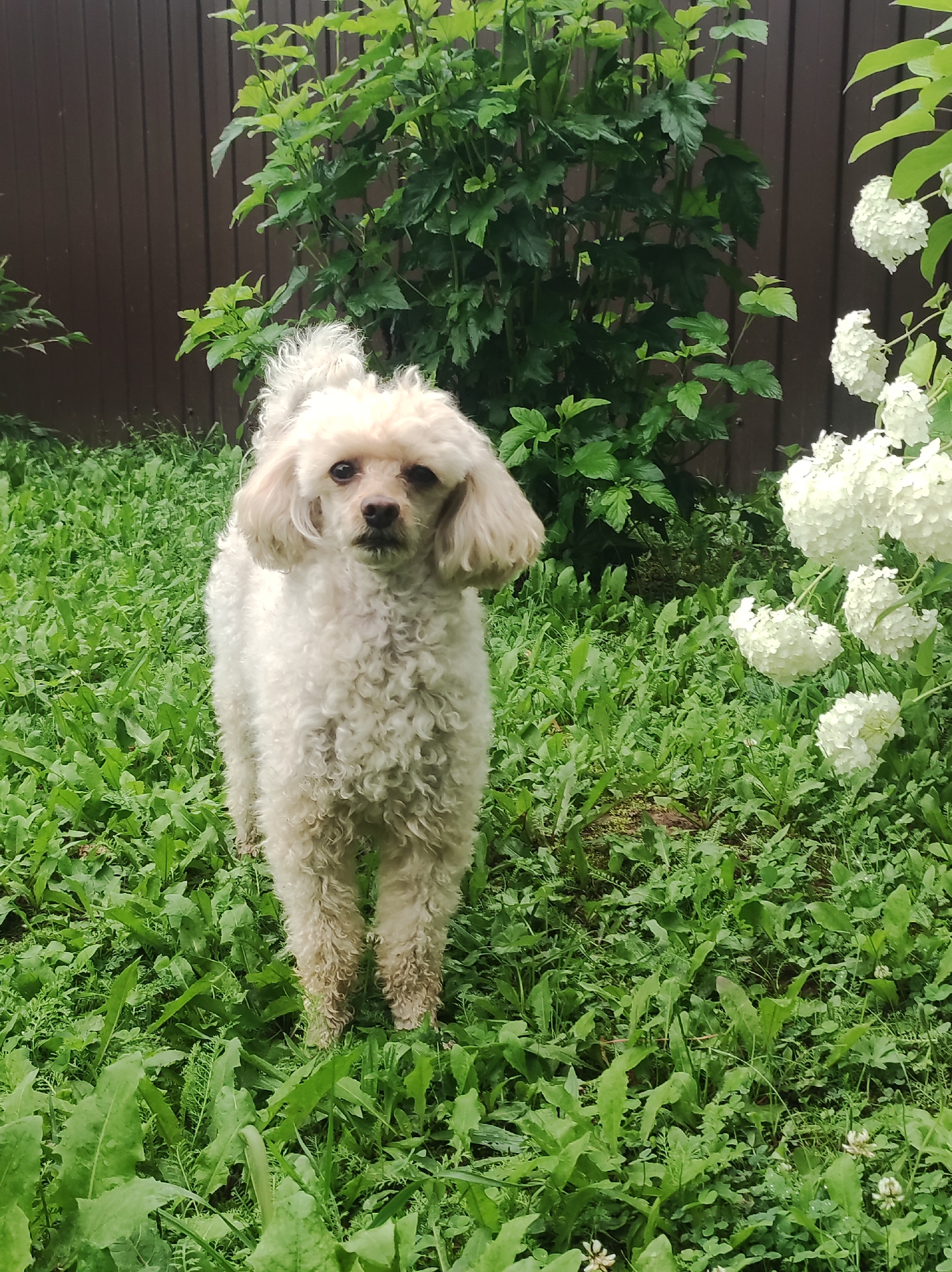 An outdoor medium shot captures a light-colored poodle standing in a grassy area. The poodle is facing the camera with a neutral expression. The background features a wooden fence and lush green foliage, including a large bush and clusters of white flowers, possibly hydrangeas. The grass is thick and appears to be somewhat overgrown. The lighting suggests it is daytime. The dog's legs show some dirt, indicating it has been in the yard. The scene is likely a backyard or garden in a residential area. The image's metadata indicates it was taken in Фоки, Russia.
