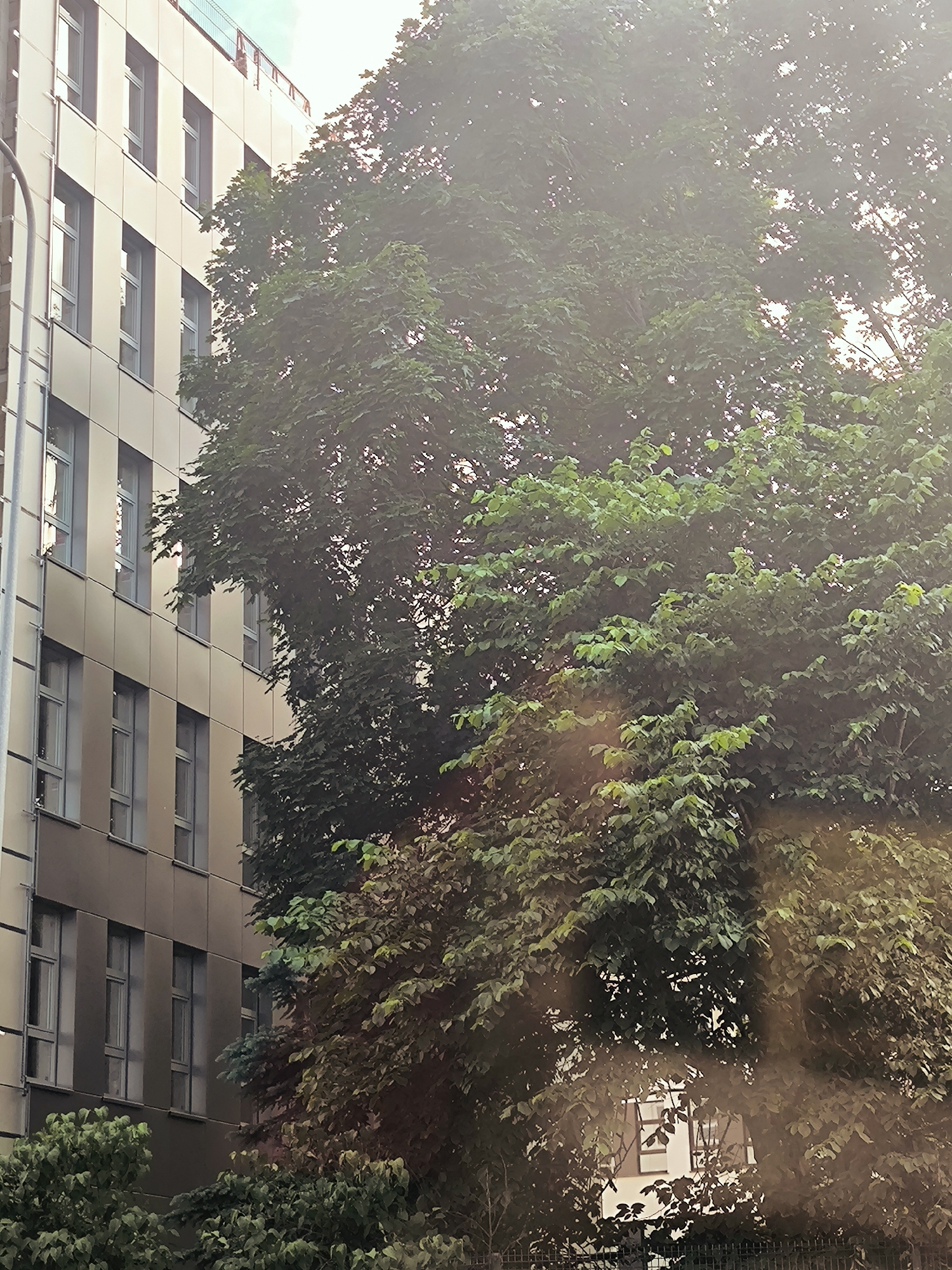 This is a medium shot, taken outdoors, at a slight upward angle, of a modern building and trees. The building is tall and rectangular, with a facade of light-colored panels and a series of uniformly spaced, dark-framed windows. The building appears to be in a city setting, likely Riga, Latvia, given the architectural style and the presence of dense foliage.
A large, leafy tree dominates the right half of the frame, its branches and leaves obscuring a significant portion of the building's upper stories and creating a dappled light effect. The tree has a dense canopy of green leaves, some of which are illuminated by the sunlight filtering through. In the foreground, more trees and shrubbery are visible, adding to the sense of an urban park or a street lined with trees.
The light suggests it is daytime, possibly late afternoon, as there is a warm, hazy quality to the light, and some lens flare is visible. The overall impression is one of an urban environment where nature and modern architecture coexist. There are no people visible in the image. The scene is static, with no discernible action. The environment is characterized by a mix of man-made structures and natural elements.