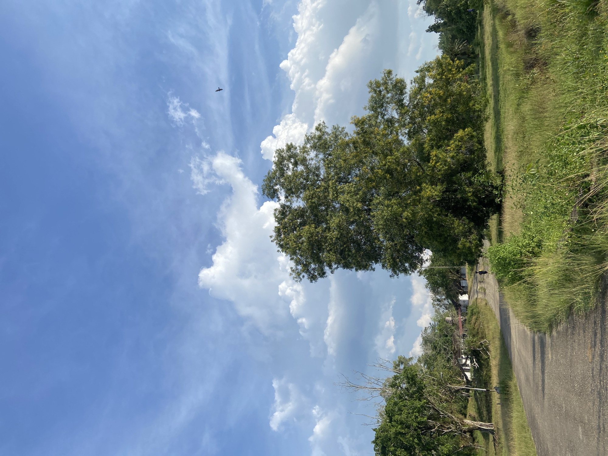 A paved road leads through a grassy field toward a cluster of buildings in the distance under a partly cloudy blue sky. A large, leafy green tree with yellow blossoms stands in the middle ground. A single person is visible walking away from the camera on the road. A bird is flying in the upper right quadrant of the sky. The scene appears to be located in Gudang Batu, Indonesia.