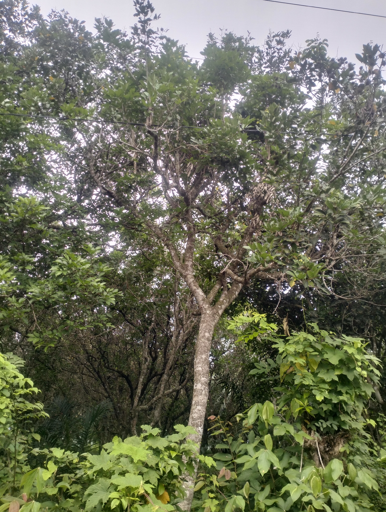 A full shot captures a large tree with a thick trunk and dense foliage in the city of Langkuta, Indonesia. The tree stands out amidst a surrounding forest of green trees and plants, with its branches reaching upwards and outwards, creating a canopy of leaves. The light is overcast, casting a soft glow on the scene, and there are no people or animals visible. The image appears to be taken outdoors, possibly in a park or a natural setting within Langkuta.