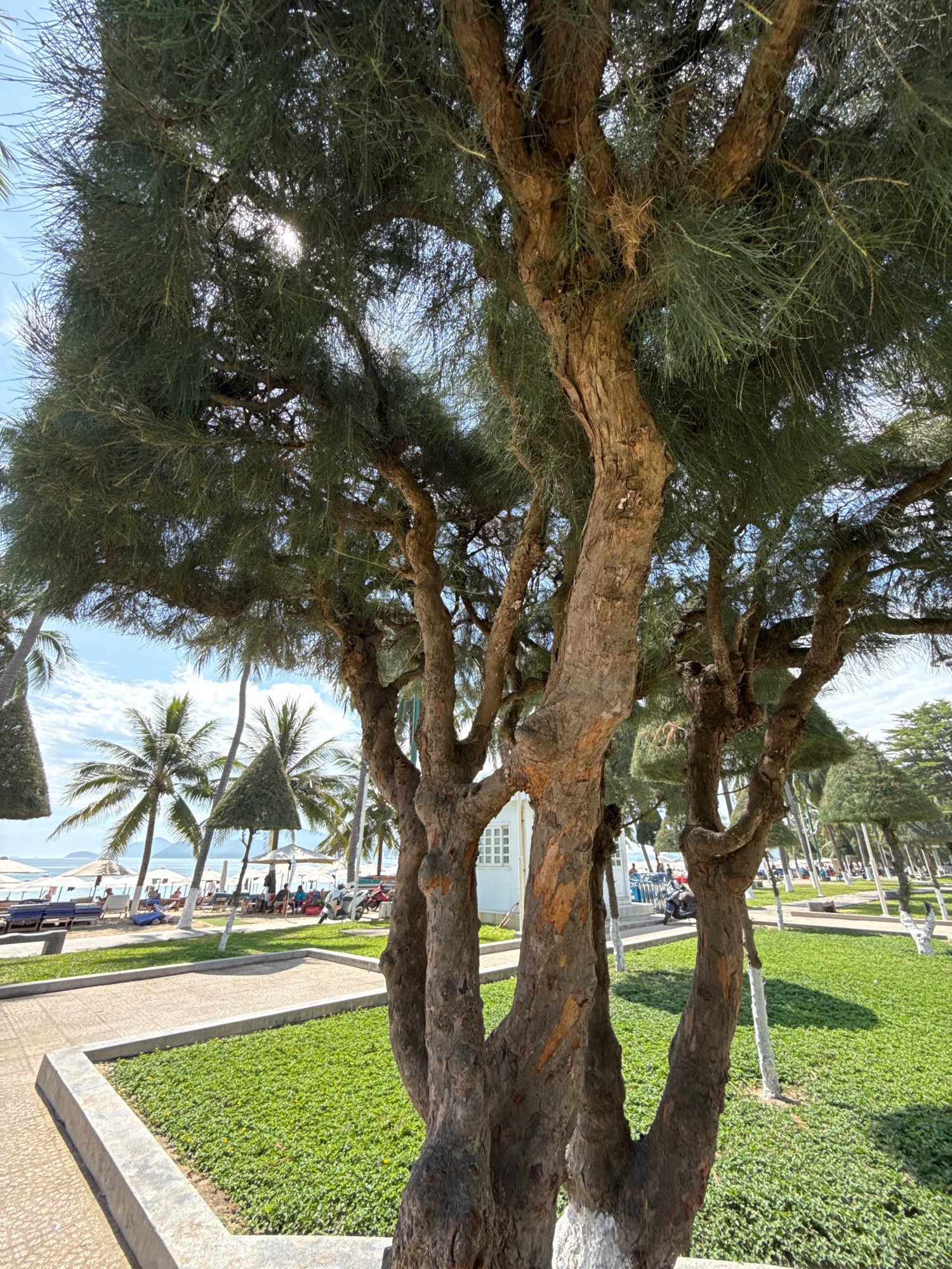 The image depicts a sun-drenched outdoor scene with a prominent, gnarled tree in the foreground, its branches spreading wide and casting shadows. Behind the tree, a well-maintained area features a paved walkway bordering a vibrant green lawn. Beyond the lawn, a beach is visible with rows of lounge chairs and umbrellas, and people relaxing. Palm trees line the background, and in the distance, the calm sea can be seen under a bright blue sky with scattered white clouds. This setting is characteristic of a resort or public beach area in Nha Trang, Vietnam, likely near the coastline.