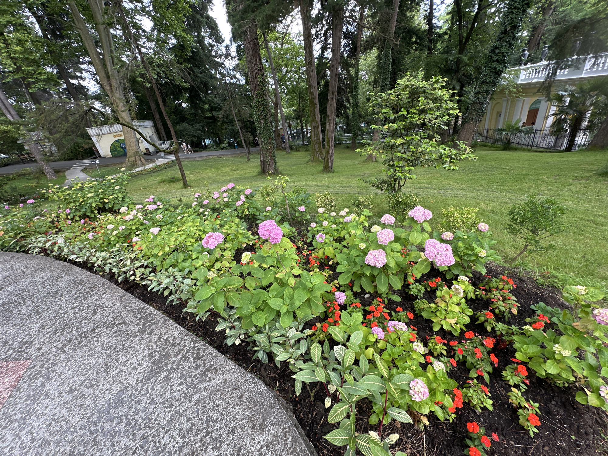 The image depicts a lush park area with a variety of flora and a building in the background. In the foreground, a curved flower bed is filled with an abundance of pink hydrangeas, red impatiens, and variegated leafy plants. The flower bed is bordered by a grey, textured pathway. Behind the flower bed, a manicured green lawn stretches out, with several tall trees, some covered in ivy, interspersed throughout. In the midground, a white building with a yellow facade and a balcony is visible behind a black metal fence. The architecture suggests it might be a historical or governmental building. Further in the background, more trees and a glimpse of another structure are seen. Two individuals are walking on a paved path in the distance, towards the yellow and white building. The scene is indicative of a well-maintained public park or garden, likely in a temperate climate. Considering the provided context, this scene is located in Sochi, Russia, possibly in a park such as Riviera Park or Arboretum, known for their botanical collections and historical buildings.