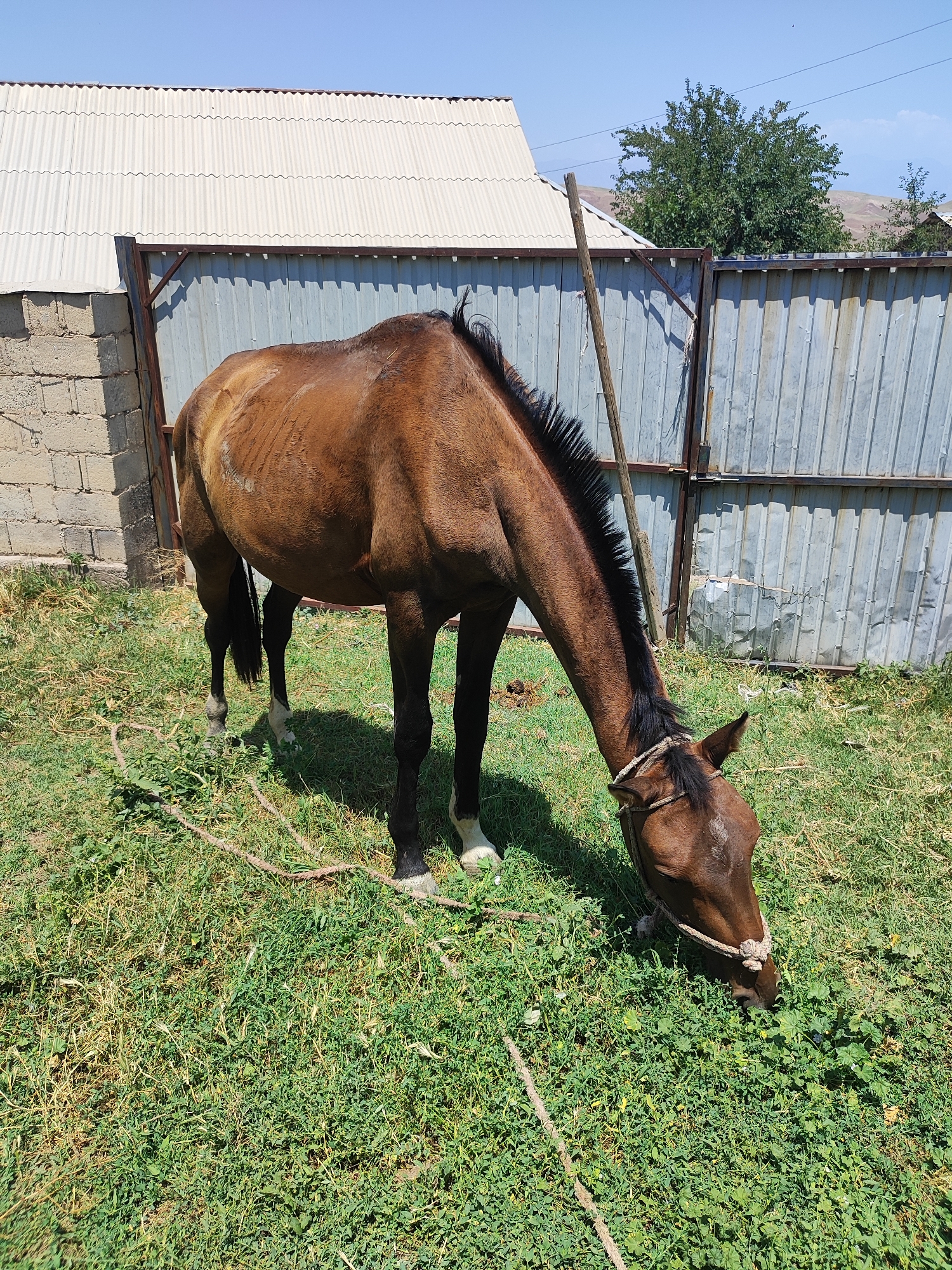 A brown horse is grazing in a grassy area next to a corrugated metal fence. The horse has a rope halter. Behind the horse is a white corrugated roof building and a brick wall. The sky is blue with a few wispy clouds. The location is Sultonobod, Tajikistan.