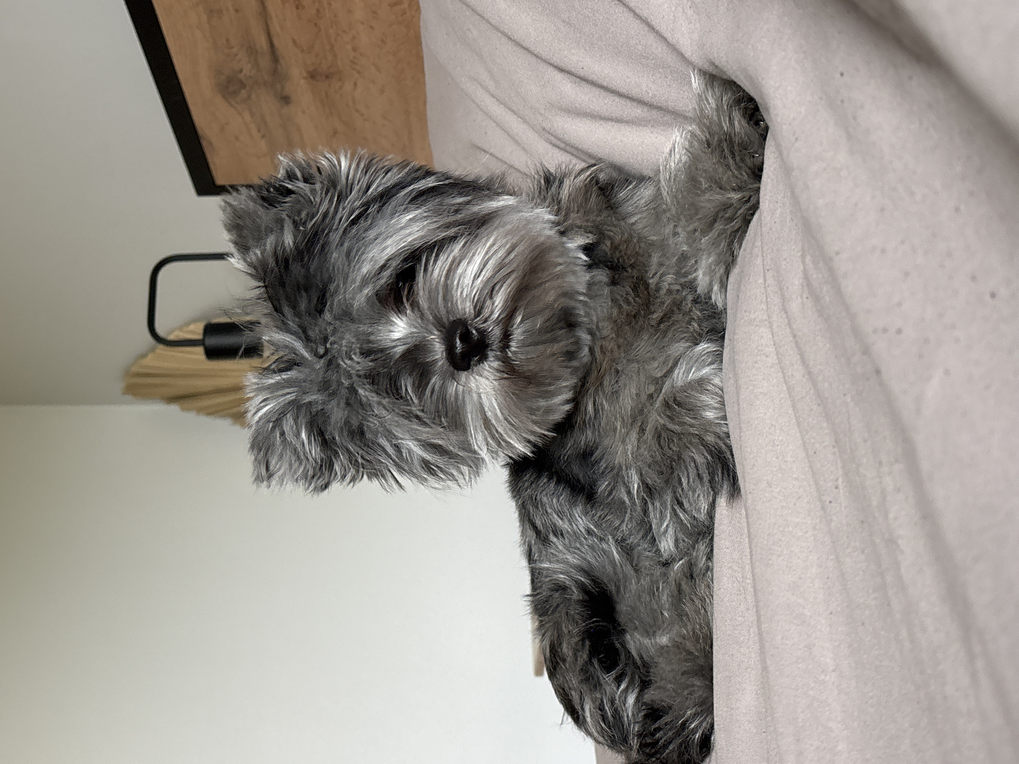A gray and white miniature schnauzer dog is partially visible, lying under a beige-colored bedsheet. The dog is facing the viewer with its head and upper body exposed. To the left of the dog, there is a wooden table, and a portion of a lamp is visible behind the dog's head. The background includes a white wall. The image does not provide sufficient information to confirm the location is Chaikovsky, Russia.