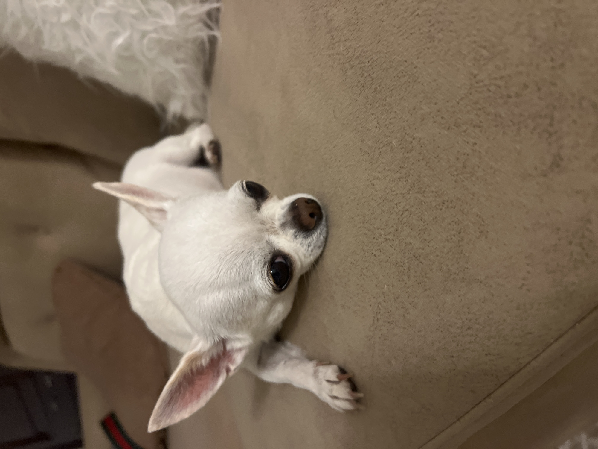 A white chihuahua dog is lying on a beige couch. The dog is facing the camera, with its head turned to the side and its eyes looking down. Its front left paw is extended forward. The couch appears to be in a living room, with pillows in the background. The location is not specified.