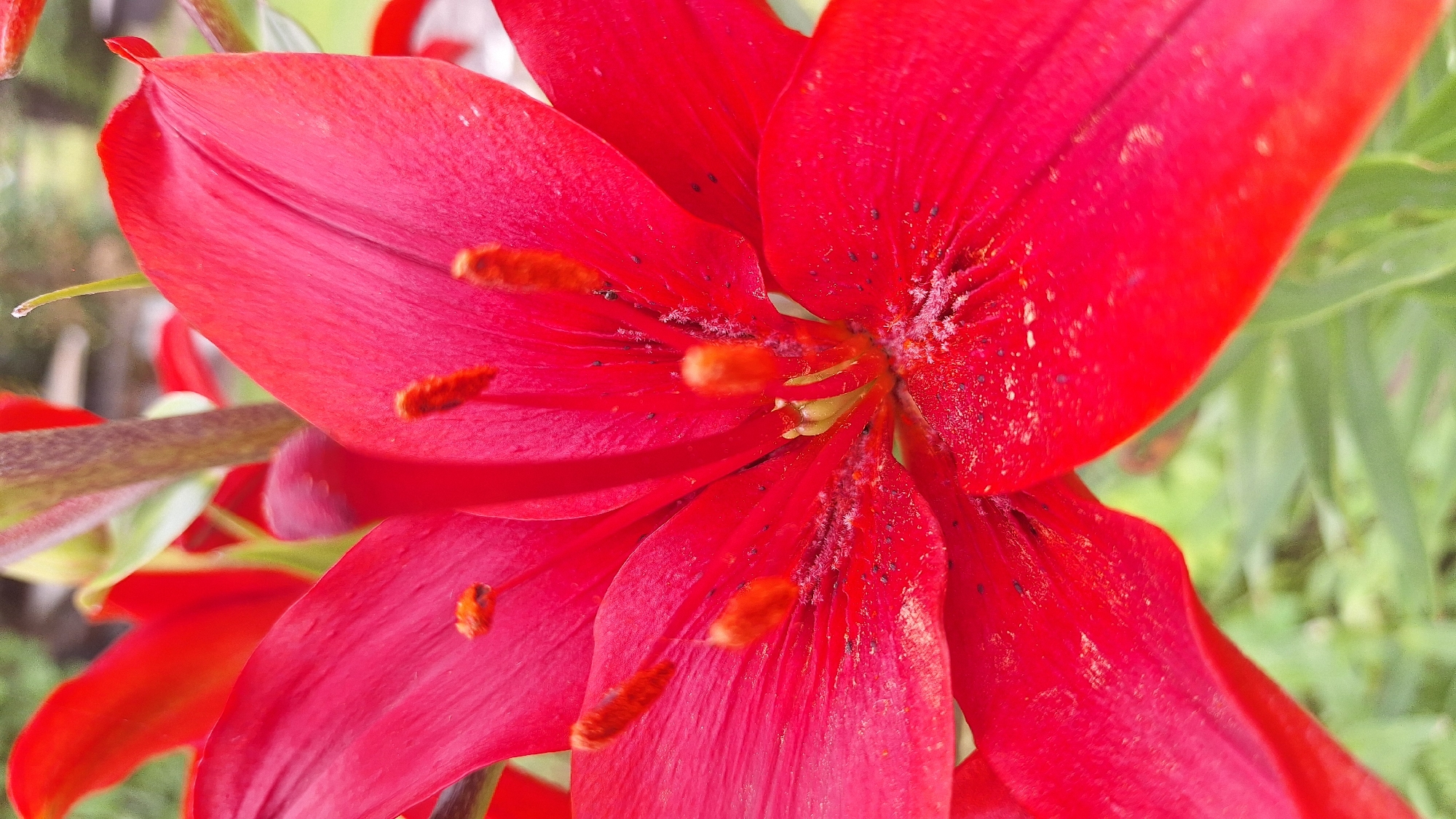 A close-up, macro shot captures the vibrant red petals of a lily in bloom. The flower fills the frame, with its delicate stamens and pistil visible in the center. The petals are a deep, rich red, with subtle variations in tone and texture. Some petals are unfurled, revealing their velvety surface, while others are still partially closed. The stamens, tipped with fuzzy, orange anthers, are dusted with pollen. The background is a soft blur of green foliage, suggesting an outdoor setting. The lighting appears natural, casting a gentle glow on the flower and highlighting its intricate details. There is no visible text in the image. The image conveys a sense of natural beauty and the delicate intricacies of a blooming flower.