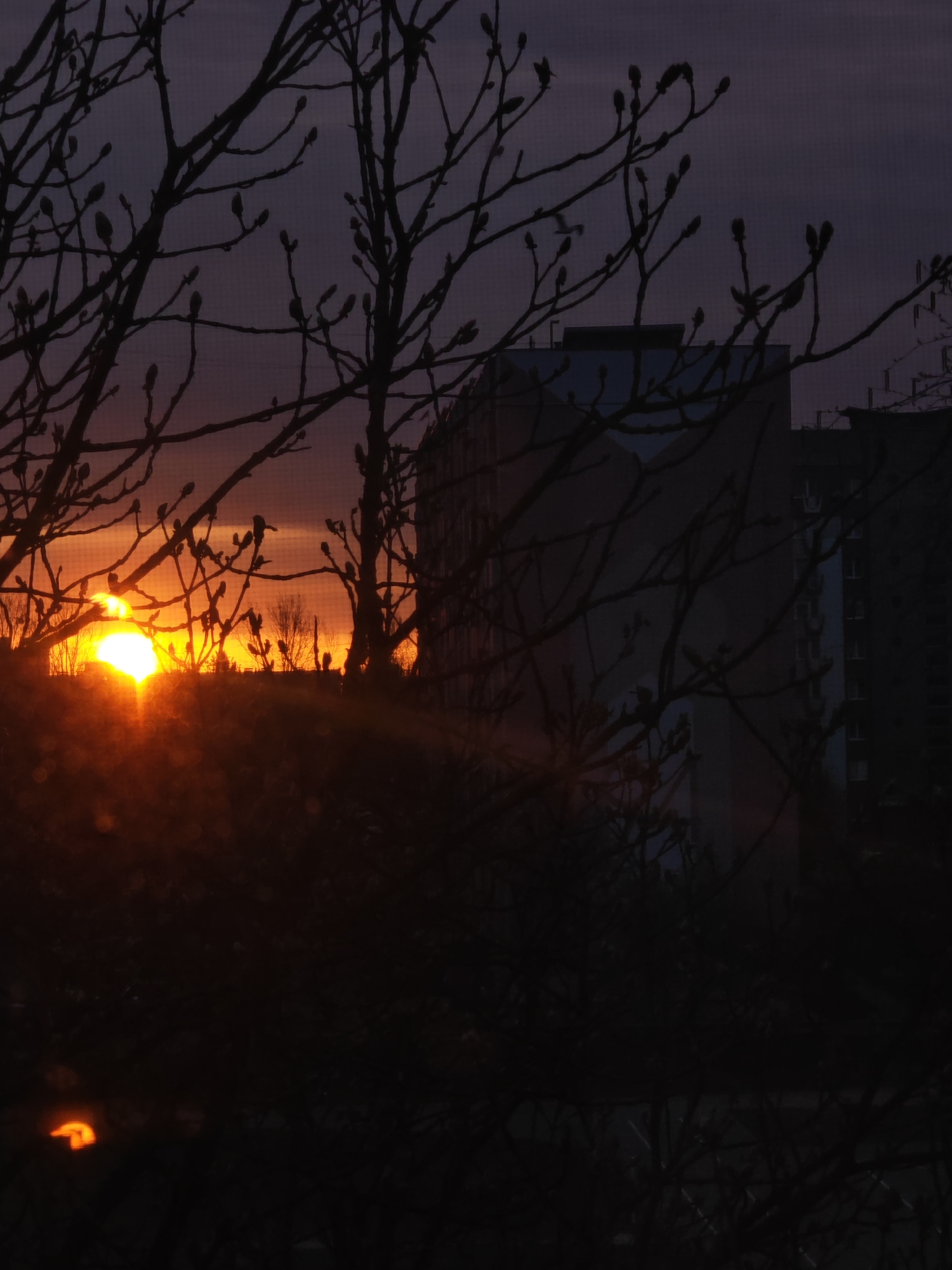 The image depicts a cityscape at sunset in Hrodna, Belarus. Silhouetted bare trees fill the foreground, their branches extending across the frame. A low, bright sun is visible on the left, partially obscured by the trees. Light rays emanate from the sun. The silhouette of a tall building with multiple stories can be seen behind the trees. The sky is a dark gradient, transitioning from orange near the horizon to a darker purple above.