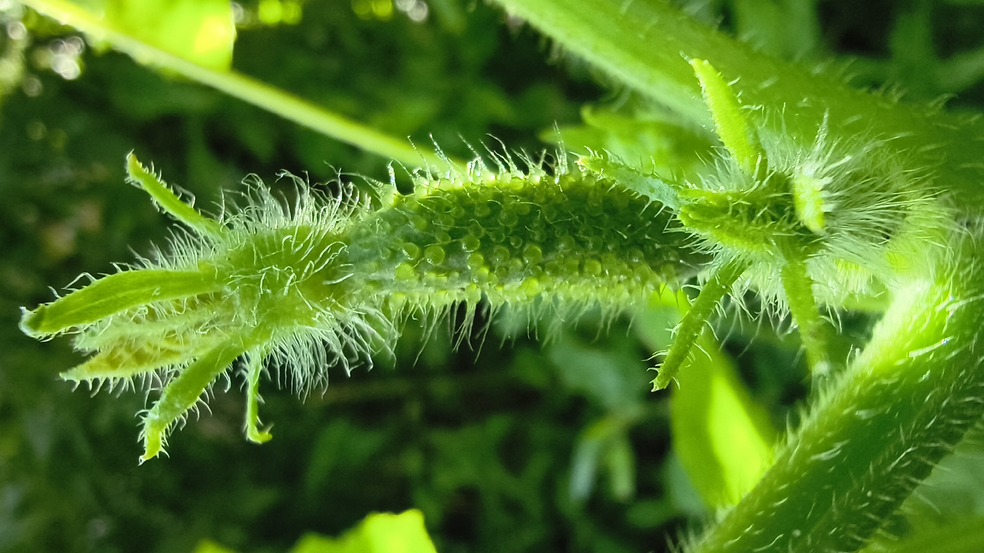 This is a close-up, vertical, macro photograph of a fuzzy, green plant stem with developing buds. The stem is covered in fine, white hairs and appears to be part of a vine or a fruiting plant, possibly a cucumber or squash, given the small, bumpy protrusions along its length. The buds are unfurling, revealing bright green leaves and more of the fuzzy texture. The background is a blur of green foliage, suggesting an outdoor, natural setting, likely a garden or a wild area. There are no people or discernible man-made objects in the frame. The lighting is bright, highlighting the textures and dewdrops on the plant. The location is unknown, and there is no information to suggest it is in Mikhaylovka, Russia.