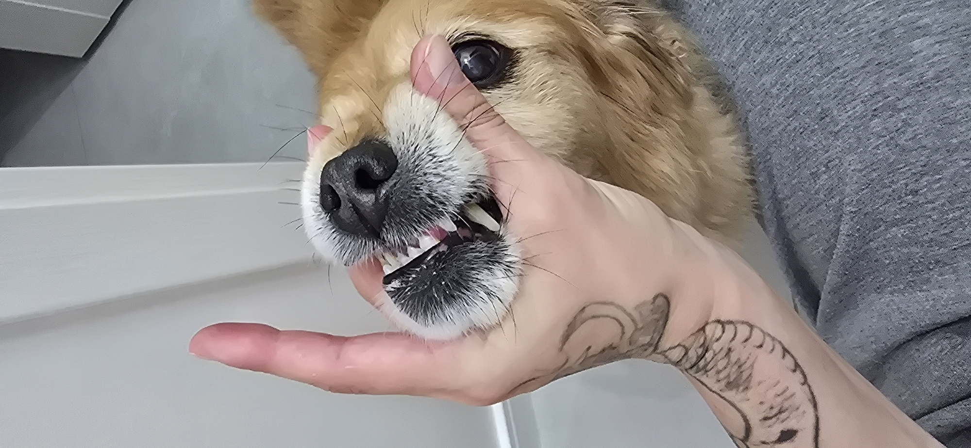 A medium shot of a corgi dog with a human hand holding its jaw open to expose its teeth. The dog has brown and white fur and a black nose. Its eye is visible. The human hand holding the dog's jaw is light-skinned and has a tattoo on the wrist. The person is wearing a gray shirt. The background consists of a white surface or wall and a gray wall. The location is not discernible from the image.