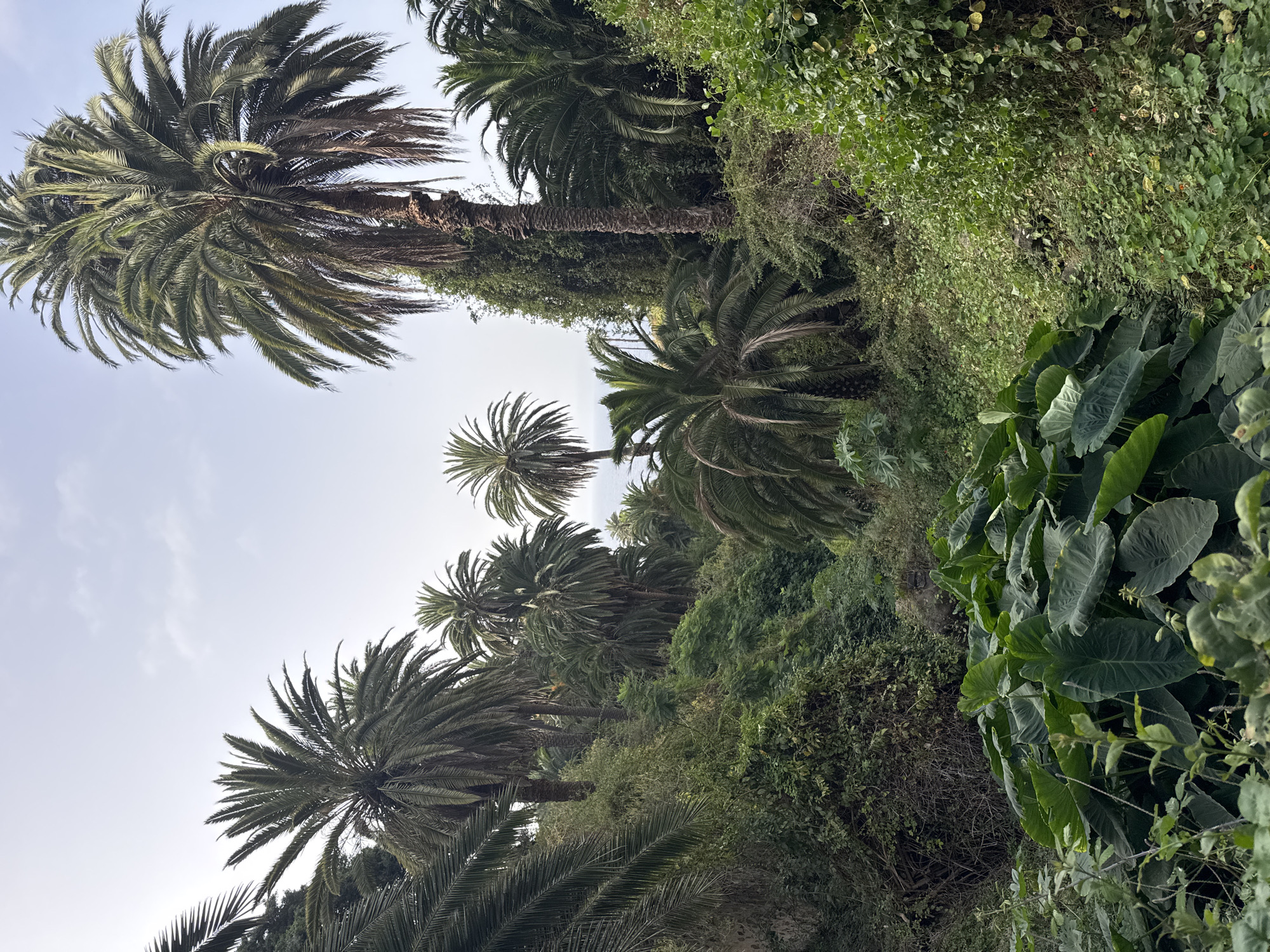 The image captures a lush, overgrown landscape dominated by numerous palm trees and dense green foliage. The palm trees vary in height and density, with some reaching high into the sky, their fronds creating a canopy effect. The ground is covered with a thick carpet of various green plants, including large-leafed plants in the foreground that appear to be some type of taro or elephant ear plant. The scene suggests a tropical or subtropical environment, possibly a valley or a ravine, with the vegetation growing densely on the slopes. The sky is overcast with light clouds, indicating a diffused light source. There are no people or man-made structures visible in the image, focusing solely on the natural environment. The overall impression is one of wild, untamed growth.