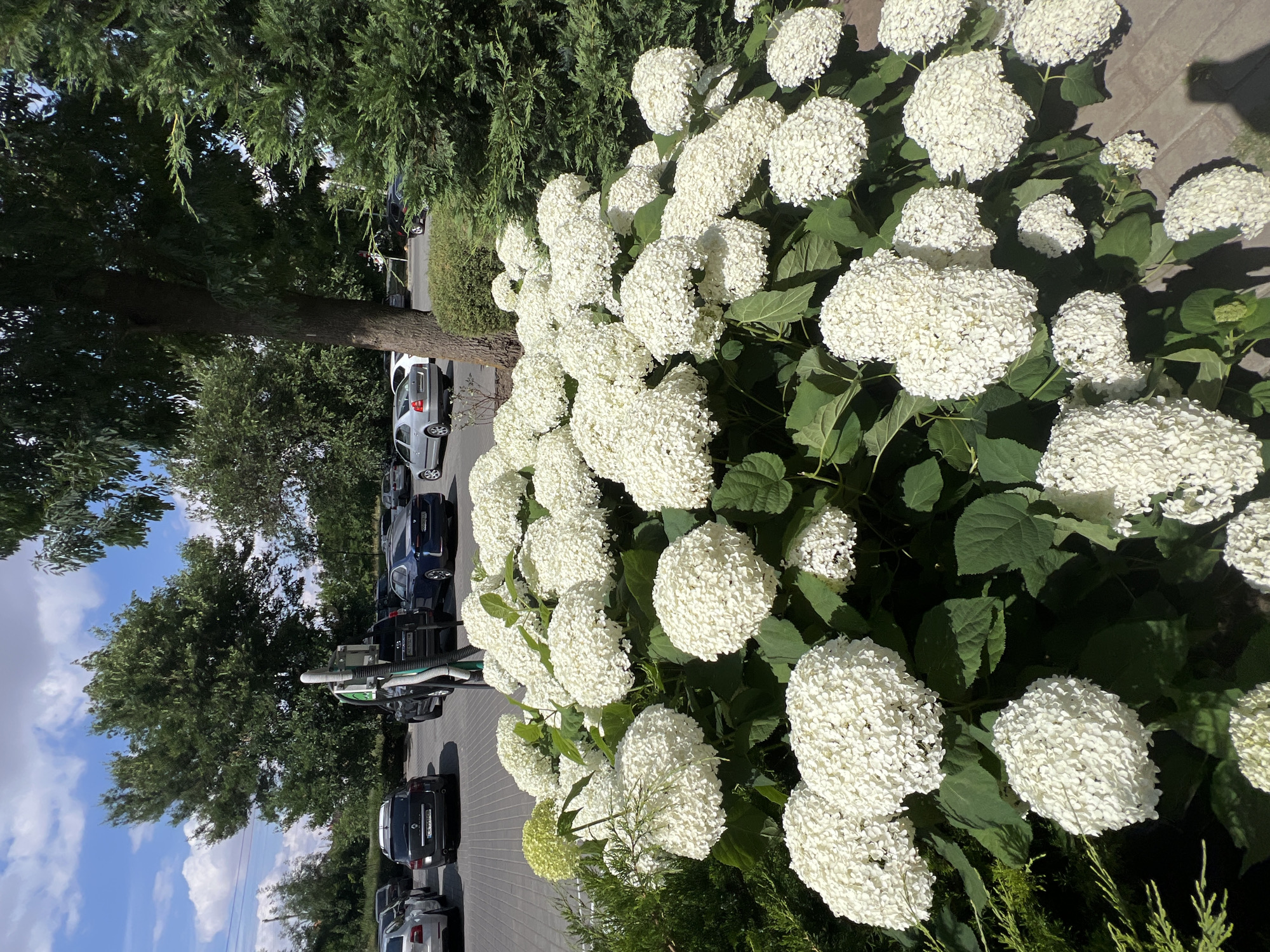In Fontanka, Ukraine, a cluster of white hydrangeas in full bloom dominates the foreground of the image, their large, spherical flower heads creating a lush, textured mass. Behind the flowers, a paved area, likely a parking lot, is visible, with several cars parked in neat rows. Among the vehicles are a dark-colored SUV, a silver sedan, and a blue sedan. A tall tree with a thick trunk stands to the right of the hydrangeas, its branches casting dappled shadows. In the background, more trees and a clear blue sky with scattered clouds complete the scene. A tall, green and white pole, possibly a charging station for electric vehicles, is positioned behind the hydrangeas and to the left of the tree. The overall impression is one of a well-maintained outdoor space, blending natural beauty with urban infrastructure.