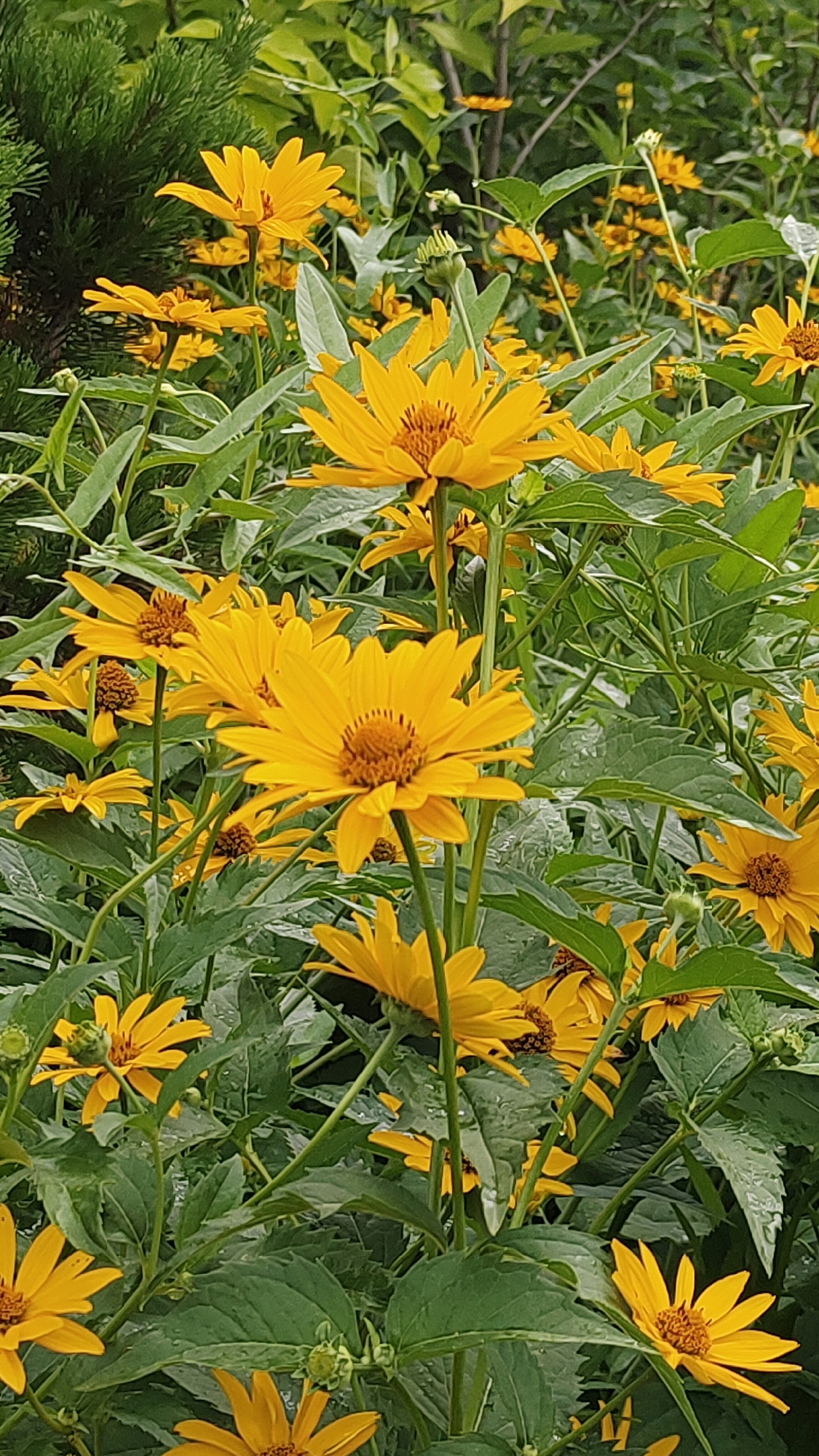 The image depicts a dense cluster of yellow daisies with green foliage. The flowers are in various stages of bloom, with some fully open and others still in bud. The leaves are broad and veined, and the stems are slender and green. The background is filled with more foliage and some darker green coniferous branches. The scene appears to be a garden or park setting, likely outdoors. There are no people or animals visible in the image. The lighting suggests it may be daytime, possibly overcast due to the muted shadows. There is no specific information in the image that would place it in Krasnoyarsk, Russia.