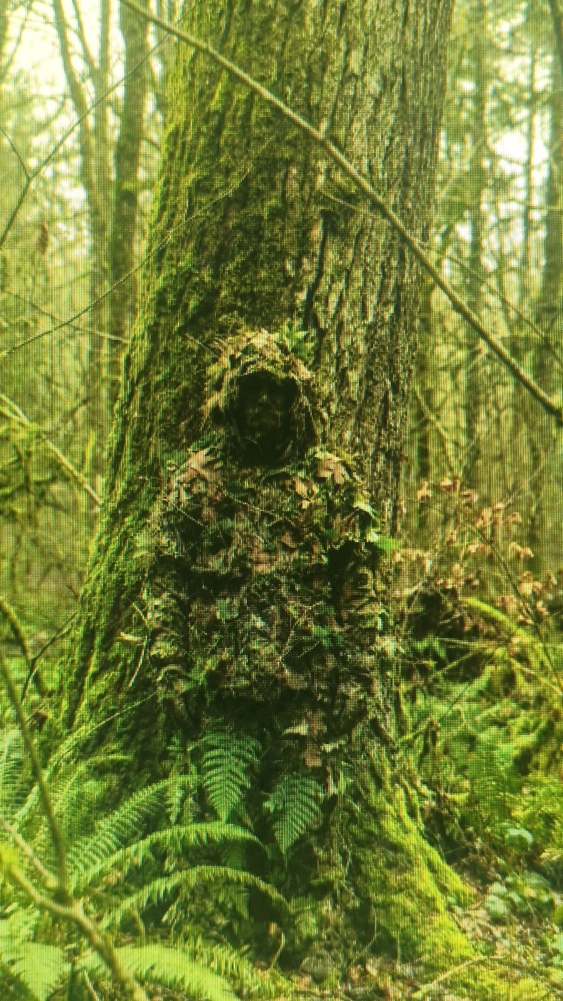 The image depicts a moss-covered tree trunk with a dark, circular opening resembling a hollow or knot. The surrounding environment is lush and green, with ferns and other vegetation growing around the base of the tree. Thin branches and foliage create a dense forest setting. The lighting suggests an overcast day or deep shade. There is no indication of the city of Mehnatabad, Uzbekistan, or any specific urban features within the image.