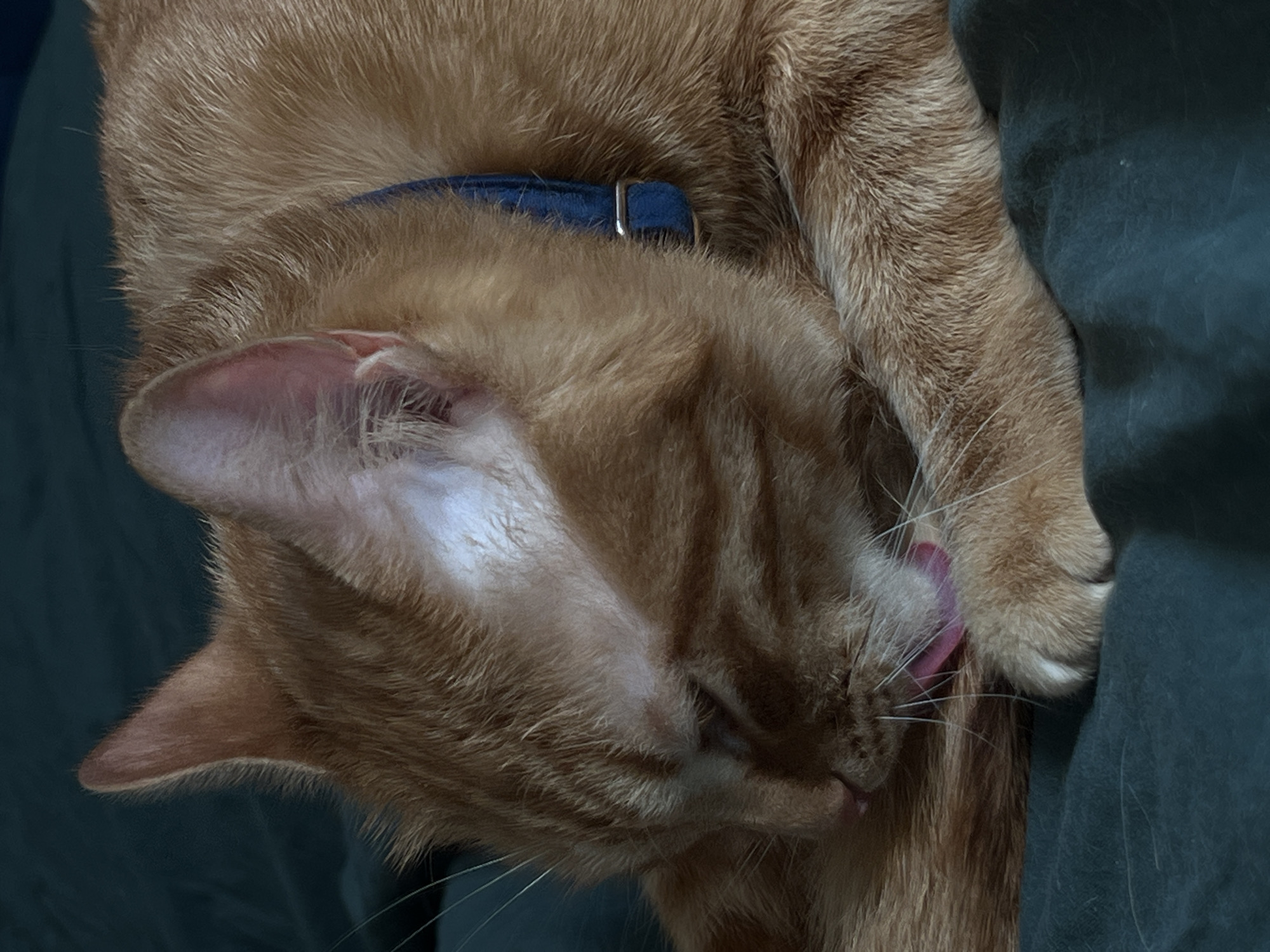 The image displays an orange domestic cat actively grooming its fur. The cat's head is turned downward and to the left, with its pink tongue extended, making contact with its own fur. A blue collar with a silver rectangular buckle is visible around its neck. The cat's left front paw rests on a dark teal textile surface, which forms the immediate foreground and the indistinct background. No identifiable architectural features, landmarks, or specific objects are present within the frame to determine a precise geographic location, including the city of Moscow, Russia.