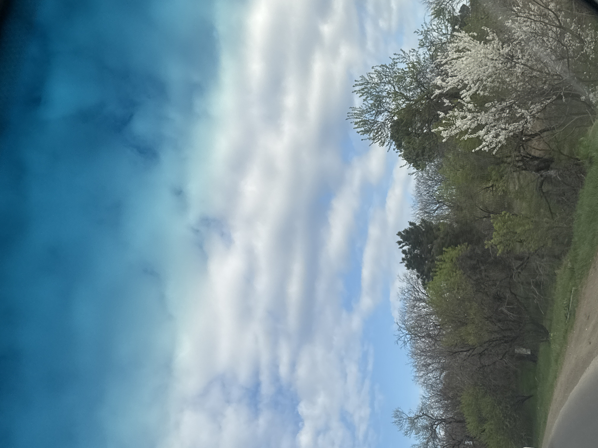 The image shows a view from a car, looking upwards at the sky and trees. The sky is partially covered with white clouds against a blue background. On the right side of the frame, a line of trees is visible. Some trees are green with leaves, while others appear bare. A tree covered in white blossoms is also present. The left side of the image appears to be blurred and tinted blue, possibly due to the car's window. The location of the image cannot be determined to be in Tbilisi, Georgia, based on the visual content alone.